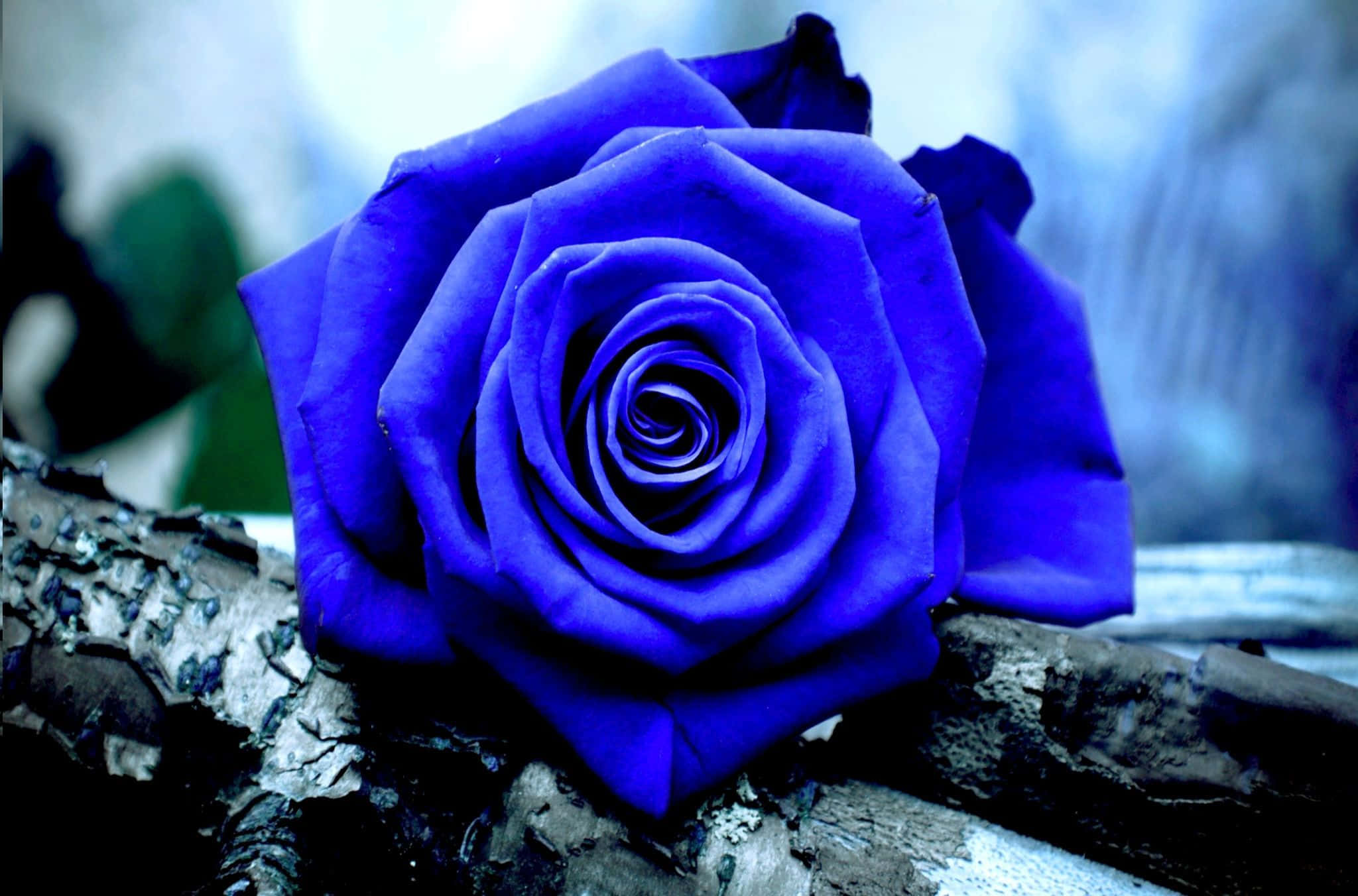 Blue Rose 桌布 壁紙 — 一朵鮮豔的藍玫瑰輕柔地放在紋理分明的樹枝上，背景是柔和模糊的冰霜景色。