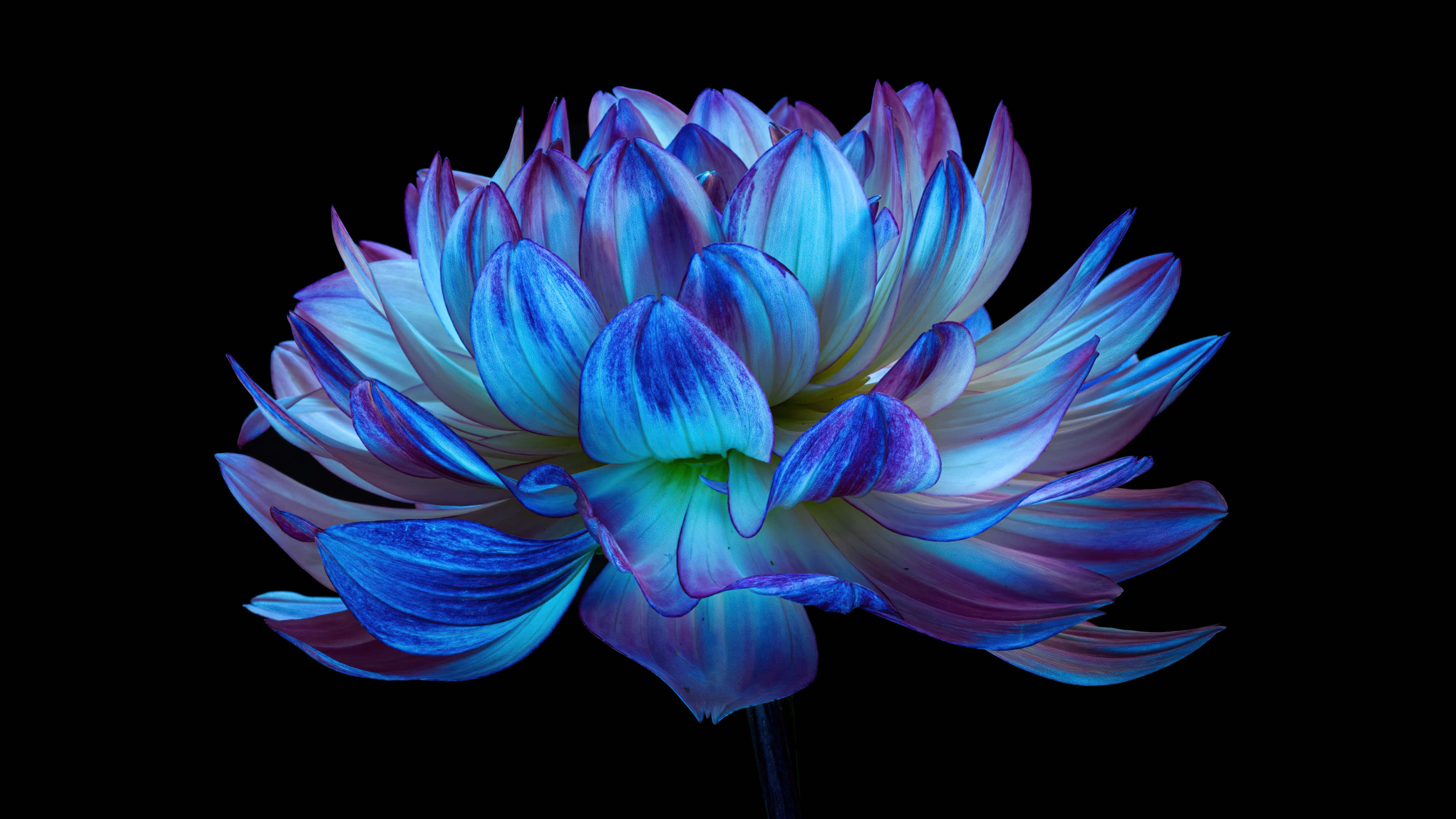 Flowers 桌布 壁紙 — 一朵鮮豔的藍紫色大麗花，帶有發光的花瓣，在純黑色背景下脫穎而出。