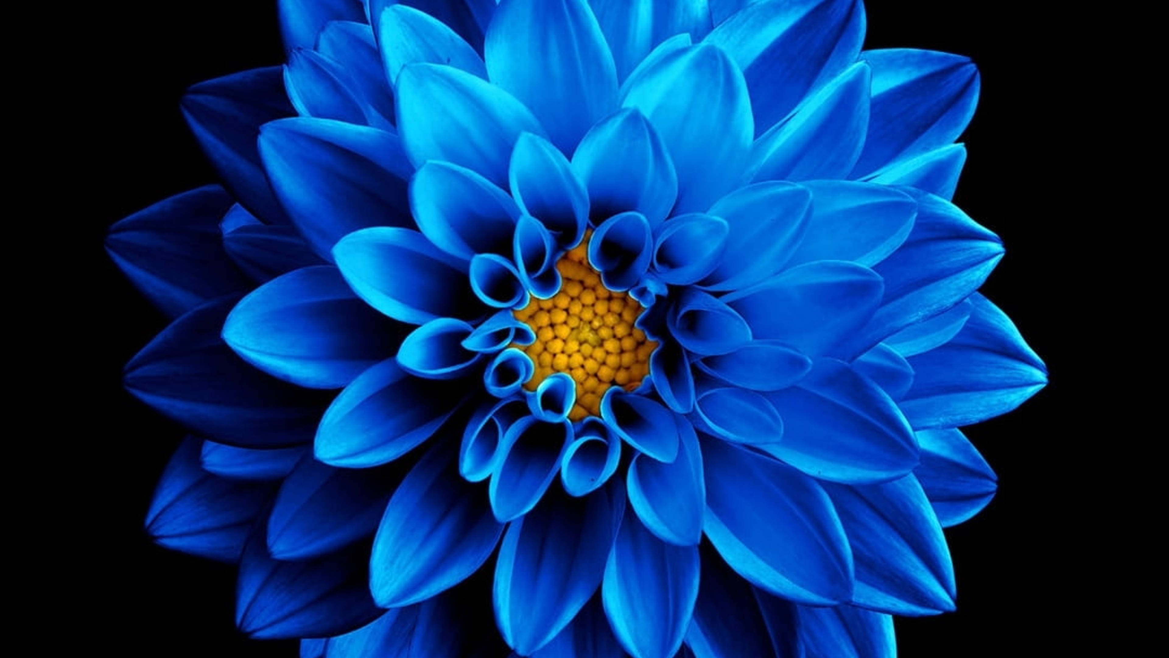 AMOLED 4K 桌布 壁紙 — 一朵鮮豔的藍色大麗花，帶有金色花心，在純黑背景上盛開。