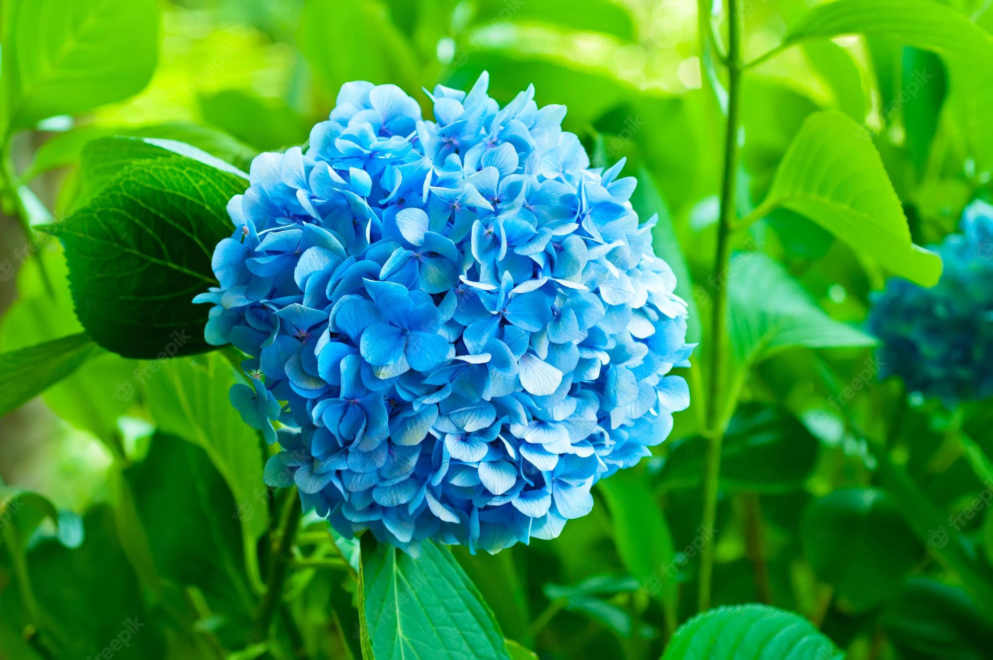 Blue Flower 桌布 壁紙 — 一朵鮮豔的藍色繡球花，在明亮的日光下被茂盛的綠葉環繞。