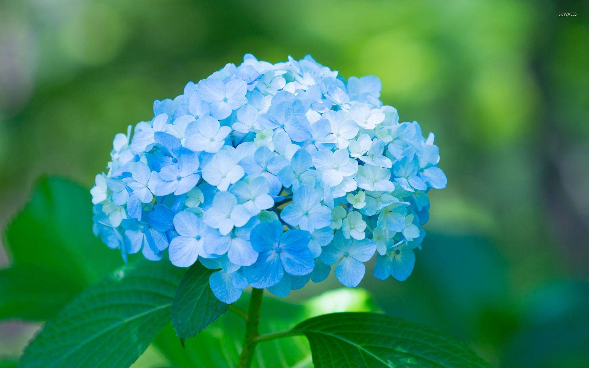 Blue Flower 桌布 壁紙 — 一朵鮮豔的藍色繡球花，帶有精緻的花瓣和茂盛的綠葉，背景是柔和模糊的花園。