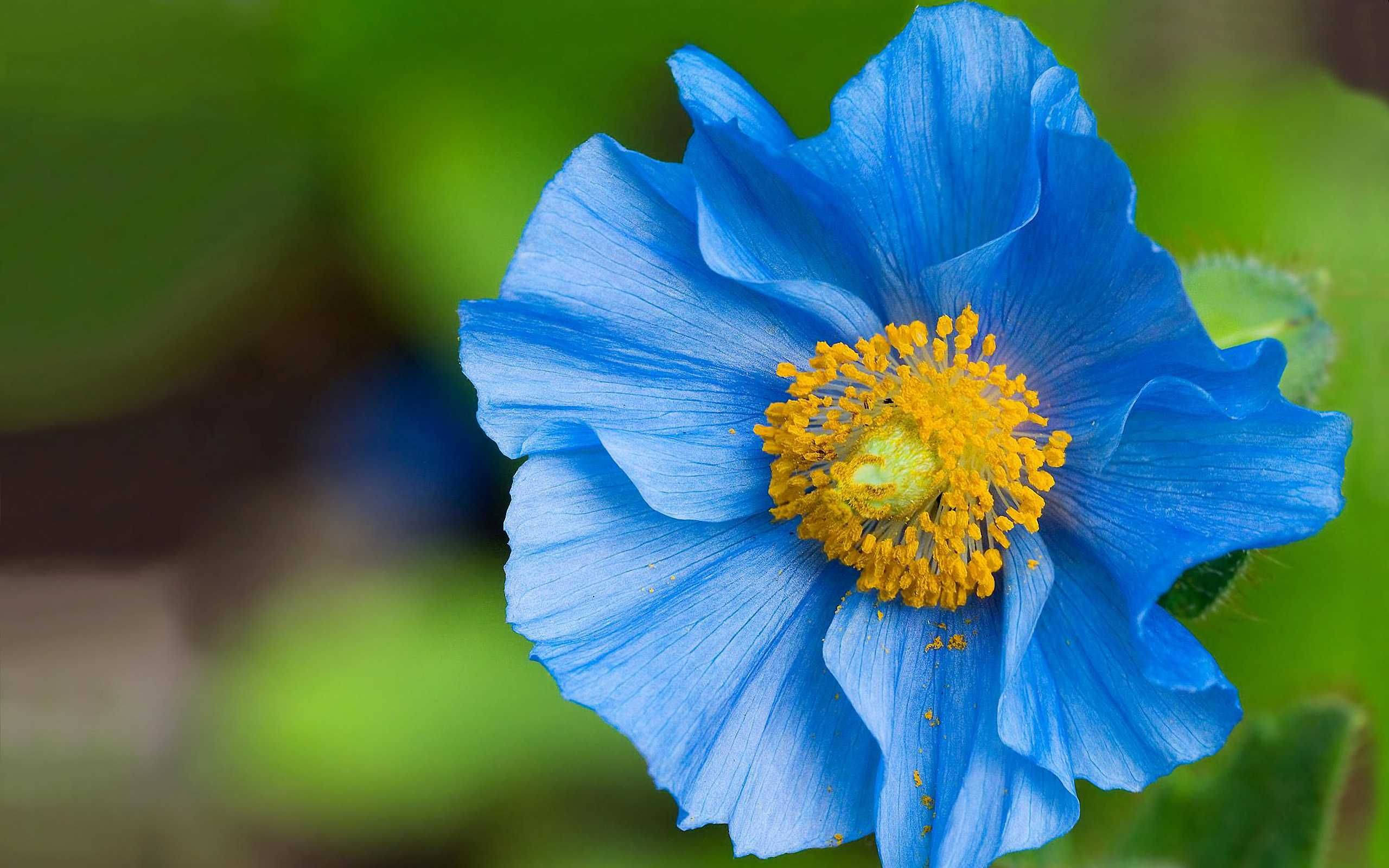 Poppy 桌布 壁紙 — 一朵鮮豔的藍色罌粟花，帶有金黃色的花心，在柔和的綠色模糊背景下盛開。