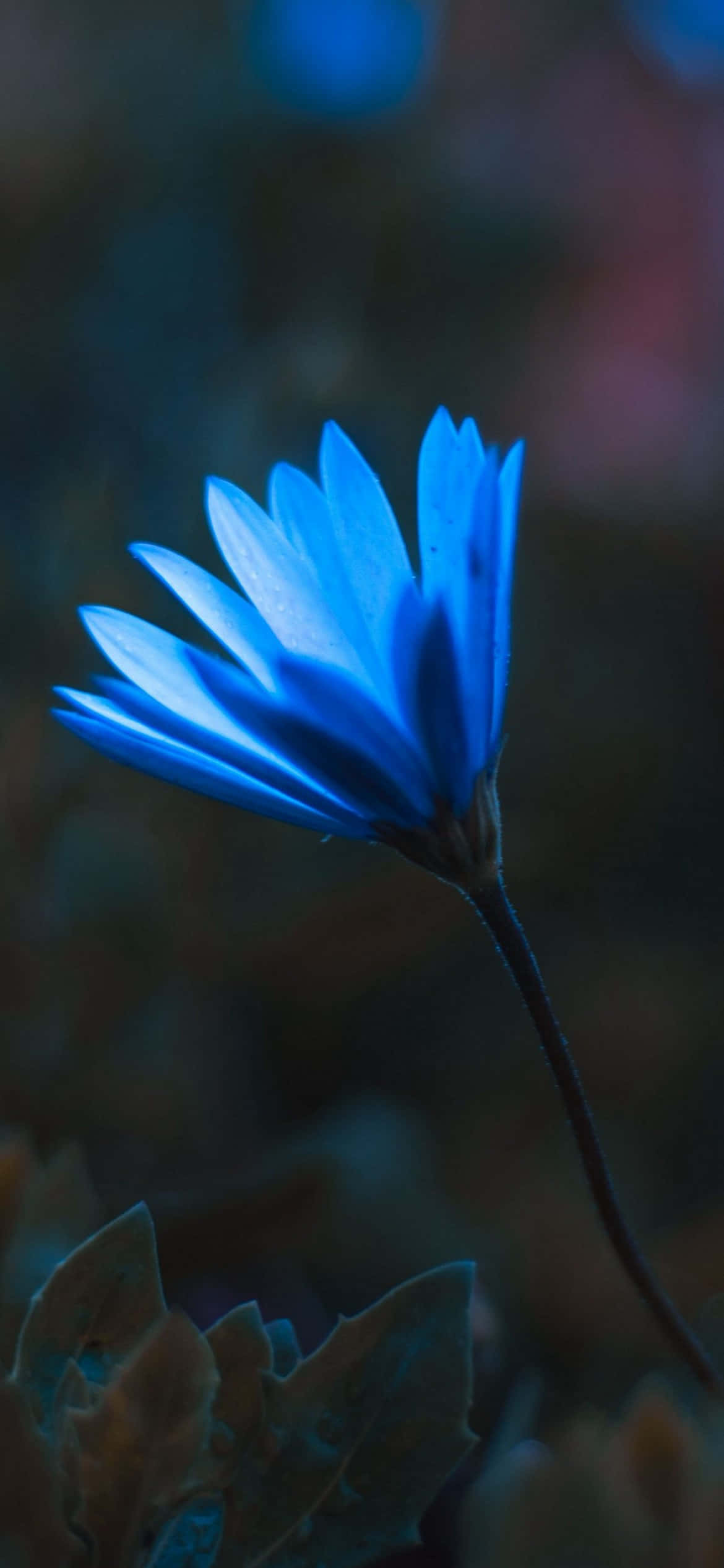 iPhone Flowers 桌布 壁紙 — 一朵鮮豔的藍色花朵在黑暗模糊的背景中綻放，帶有柔和的散景高光。