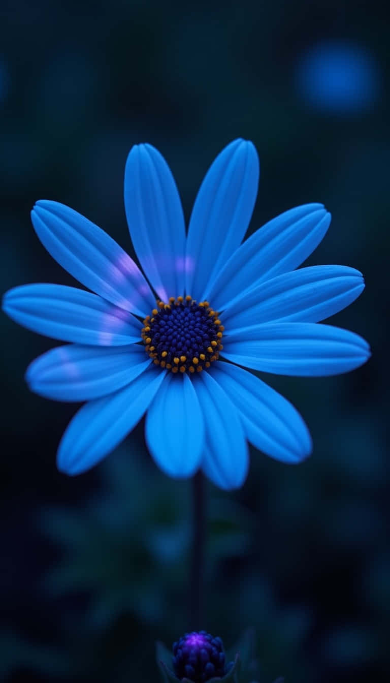 Flower 壁紙 — 一朵鮮豔的藍色雛菊，帶有深色中心和黃色雄蕊，在深藍色模糊的背景中綻放。