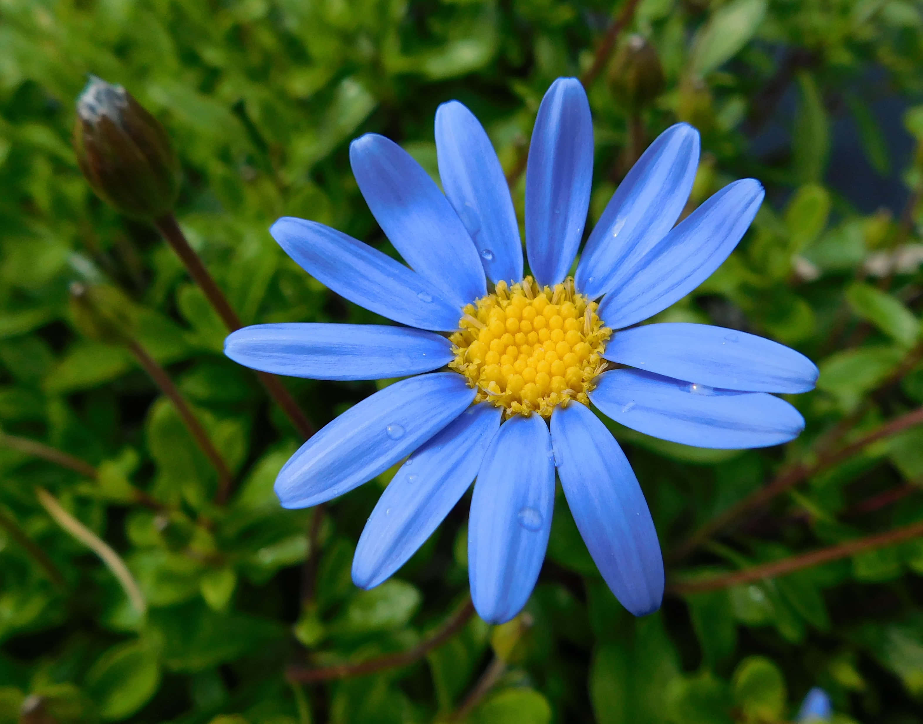 Daisy Flower 桌布 壁紙 — 一朵鮮豔的藍色雛菊，帶有黃色花心和露珠，在柔和的綠色葉子背景中綻放。