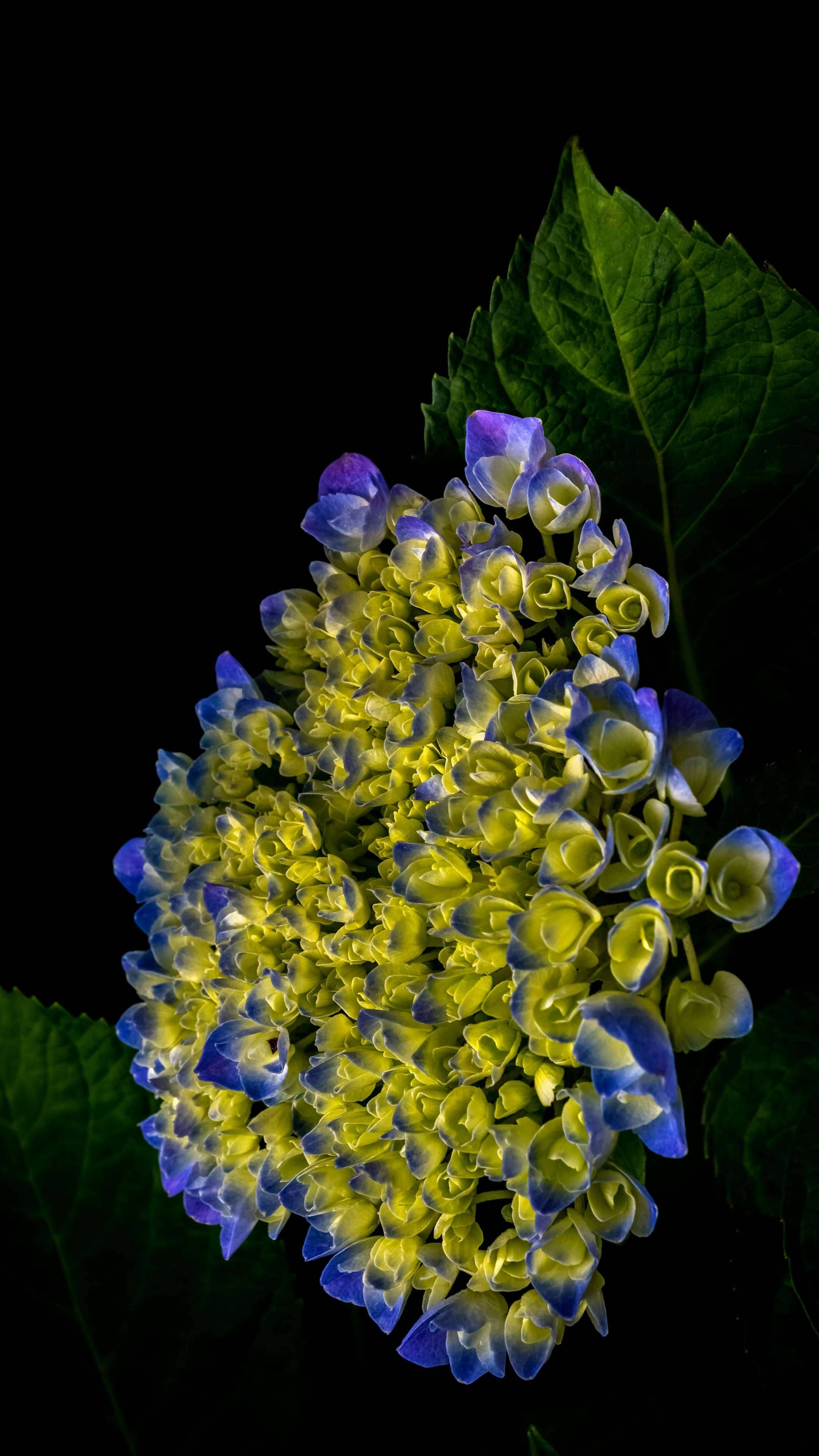 Flower Phone 桌布 壁紙 — 一朵鮮豔的藍黃色繡球花，搭配茂盛的綠葉，在純黑背景下格外突出。