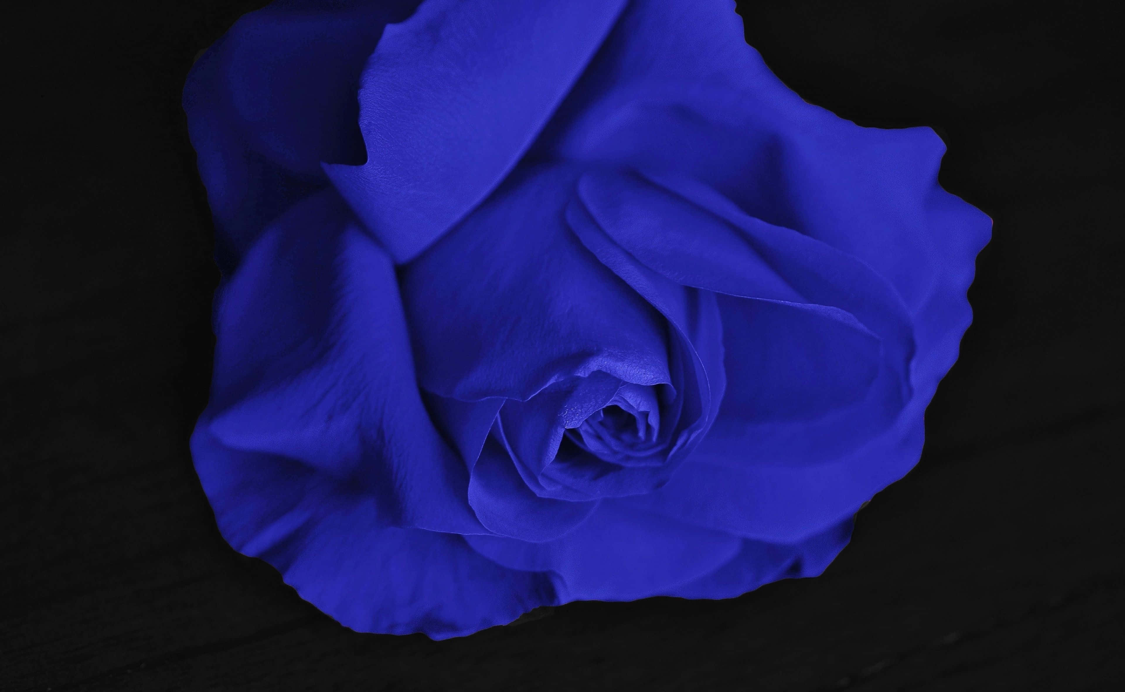 Rose Flower 桌布 壁紙 — 一朵鮮豔的鈷藍色玫瑰在漆黑的背景下戲劇性地綻放，特寫鏡頭。