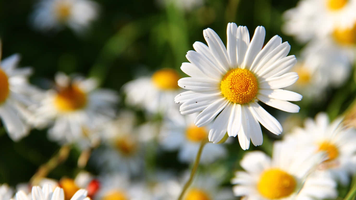 1366x768 Daisies 桌布 壁紙 — 一朵鮮豔的雛菊，白色花瓣，金色花心，在柔和模糊的同類花叢中清晰綻放。