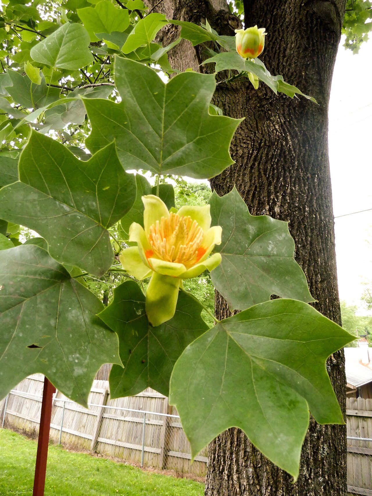 Tulip Tree 桌布 壁紙 — 一朵鮮豔的鬱金香樹花，帶有黃橙色雄蕊，在大型綠葉間綻放，背景是紋理豐富的樹幹。