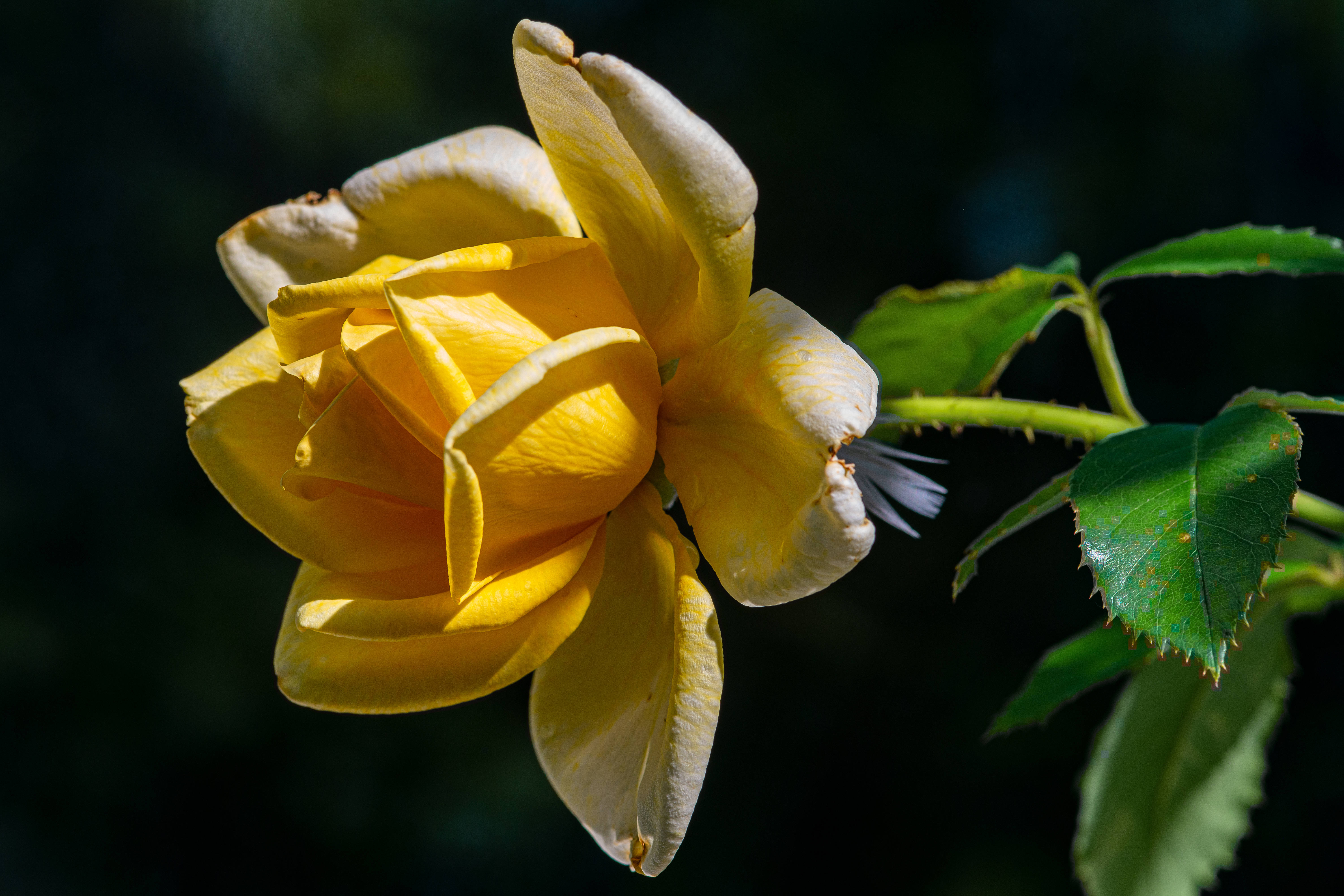 Rose HD 桌布 壁紙 — 一朵鮮豔的黃玫瑰，花瓣細膩，綠葉襯托，在黑暗模糊的背景中脫穎而出。