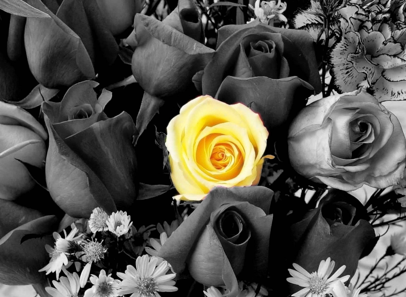 Rose Flower 桌布 壁紙 — 一朵鮮豔的黃玫瑰在單色調的玫瑰花和小雛菊花束中，透過戲劇性的選擇性色彩效果脫穎而出。