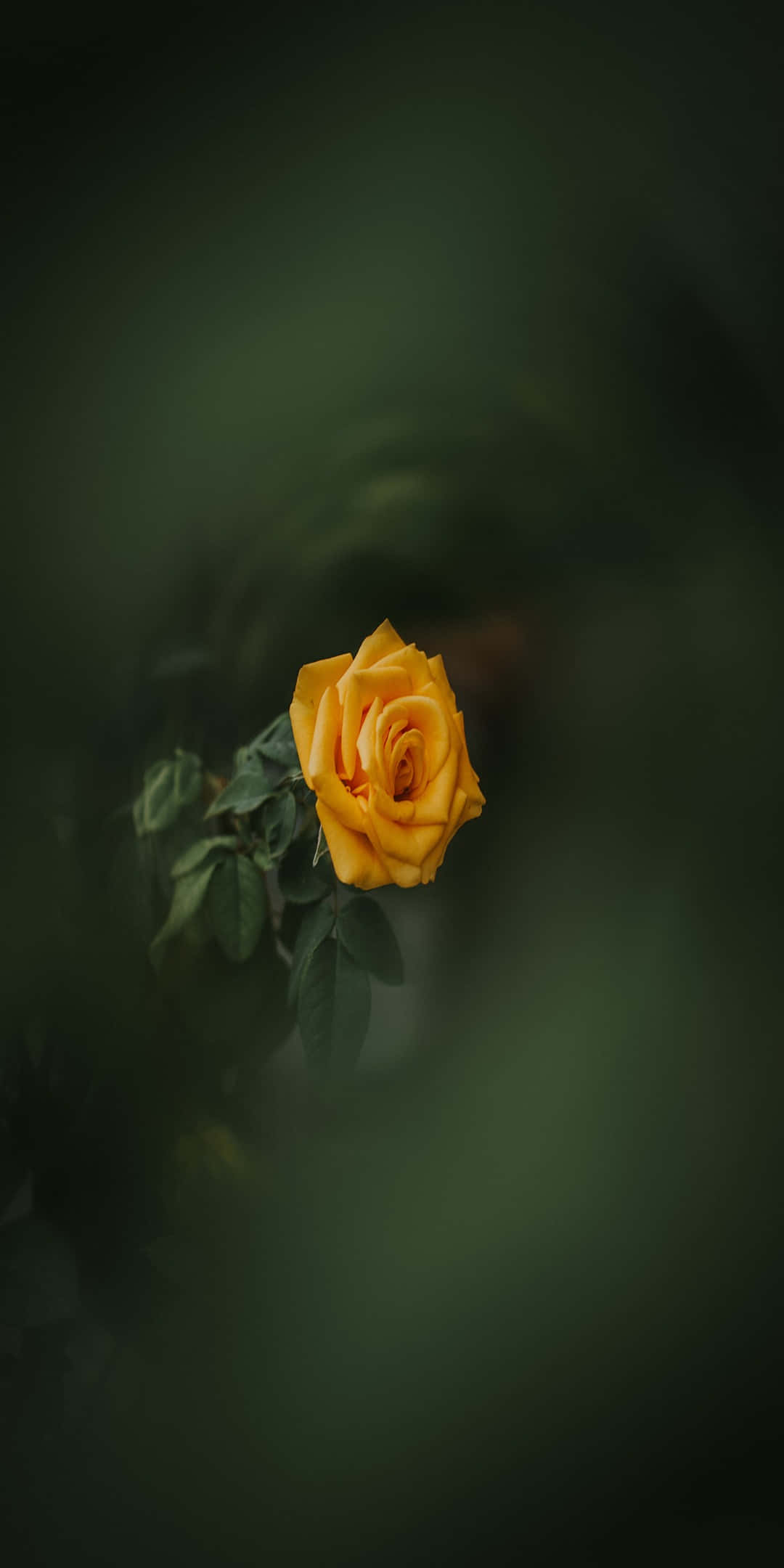 Pixel 3 Roses 桌布 壁紙 — 一朵鮮豔的黃玫瑰在深色模糊的綠色背景下柔和綻放，散發著寧靜的優雅。