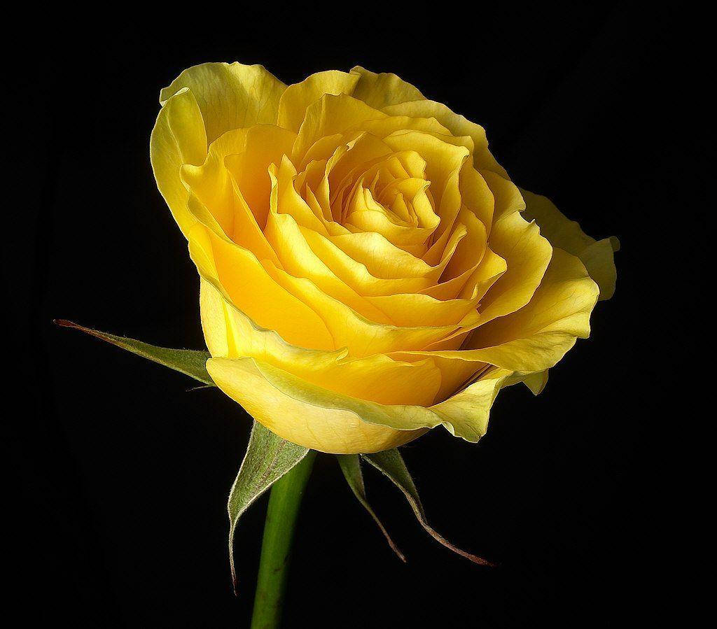Beautiful Rose 桌布 壁紙 — 一朵鮮豔的黃玫瑰在純黑背景上綻放，層層花瓣散發柔和光芒。