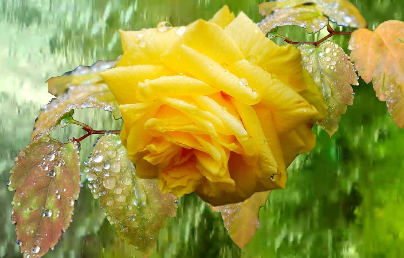 Rose In Rain 桌布 壁紙 — 一朵鮮豔的黃玫瑰帶著露珠，在雨中的花園場景中，在模糊的綠色背景下閃閃發光。