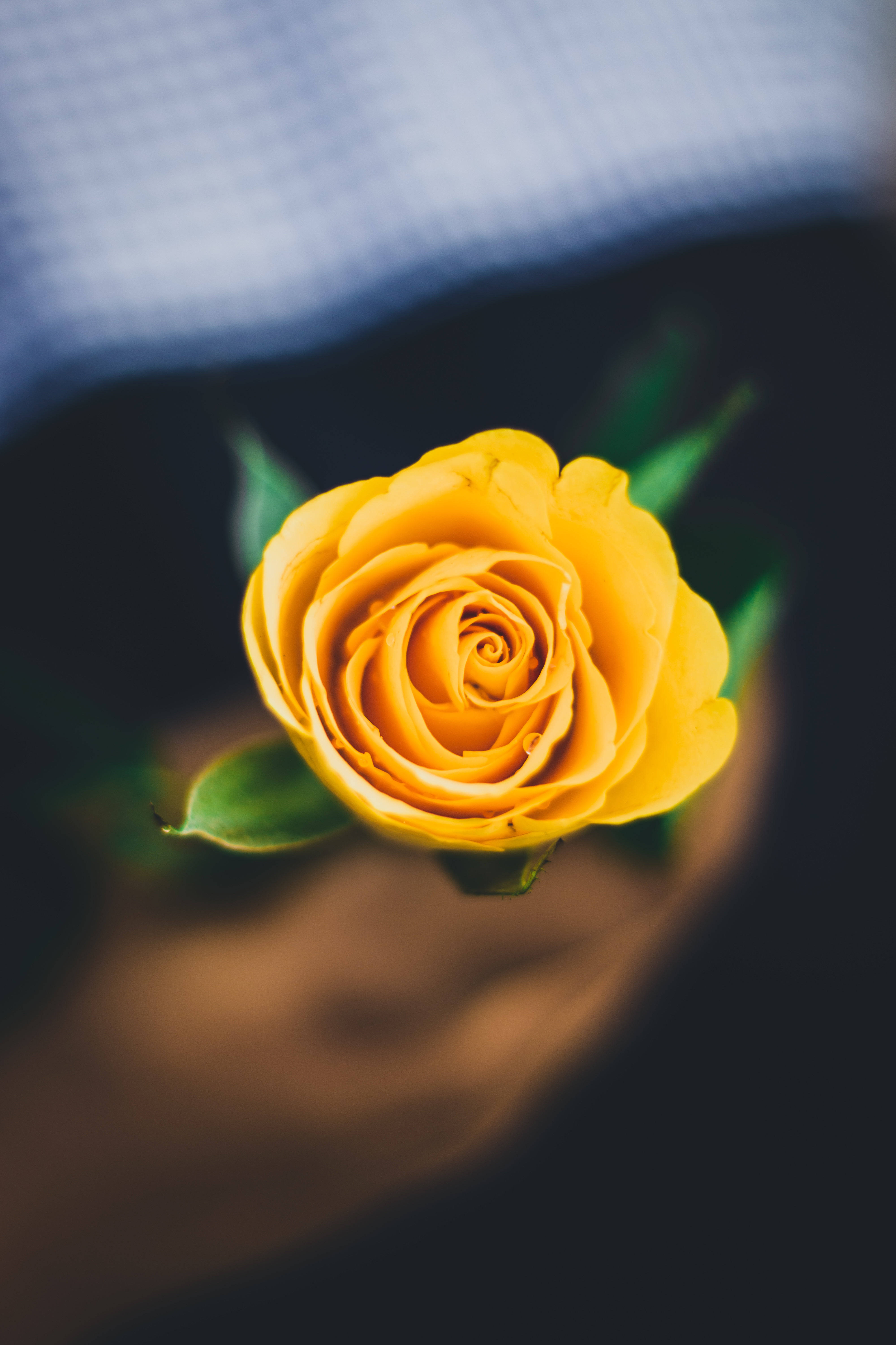 rose aesthetic phone 桌布 壁紙 — 一朵鮮豔的黃玫瑰盛開，背景為柔焦的藍色布料和深色調。