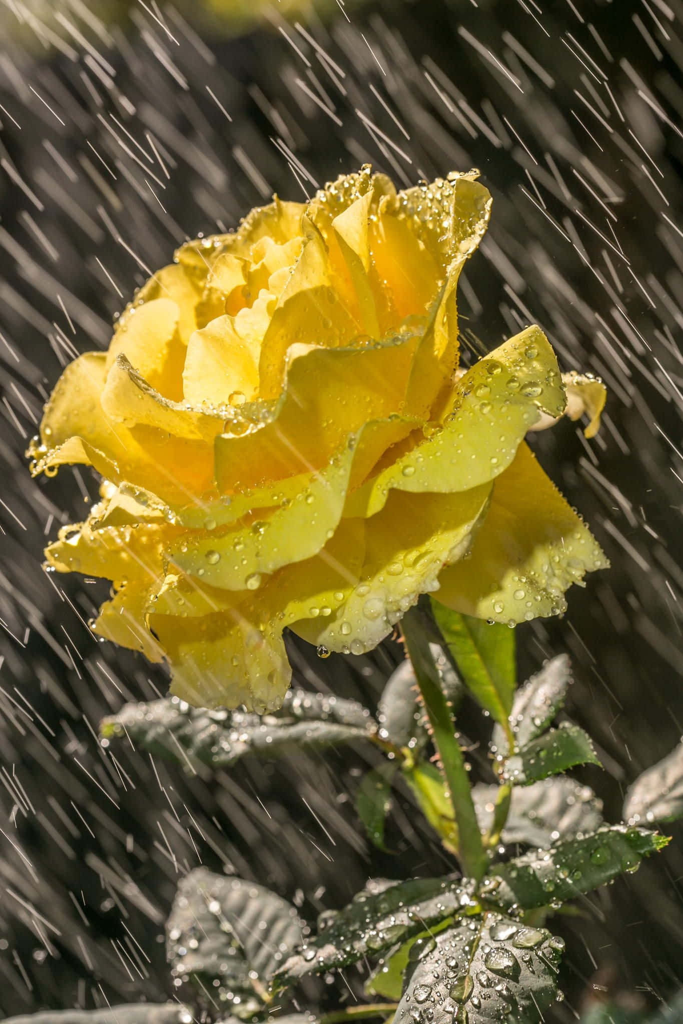 Rose In Rain 桌布 壁紙 — 一朵鮮豔的黃玫瑰閃爍著雨滴，斜向的雨絲模糊了黑暗的背景。