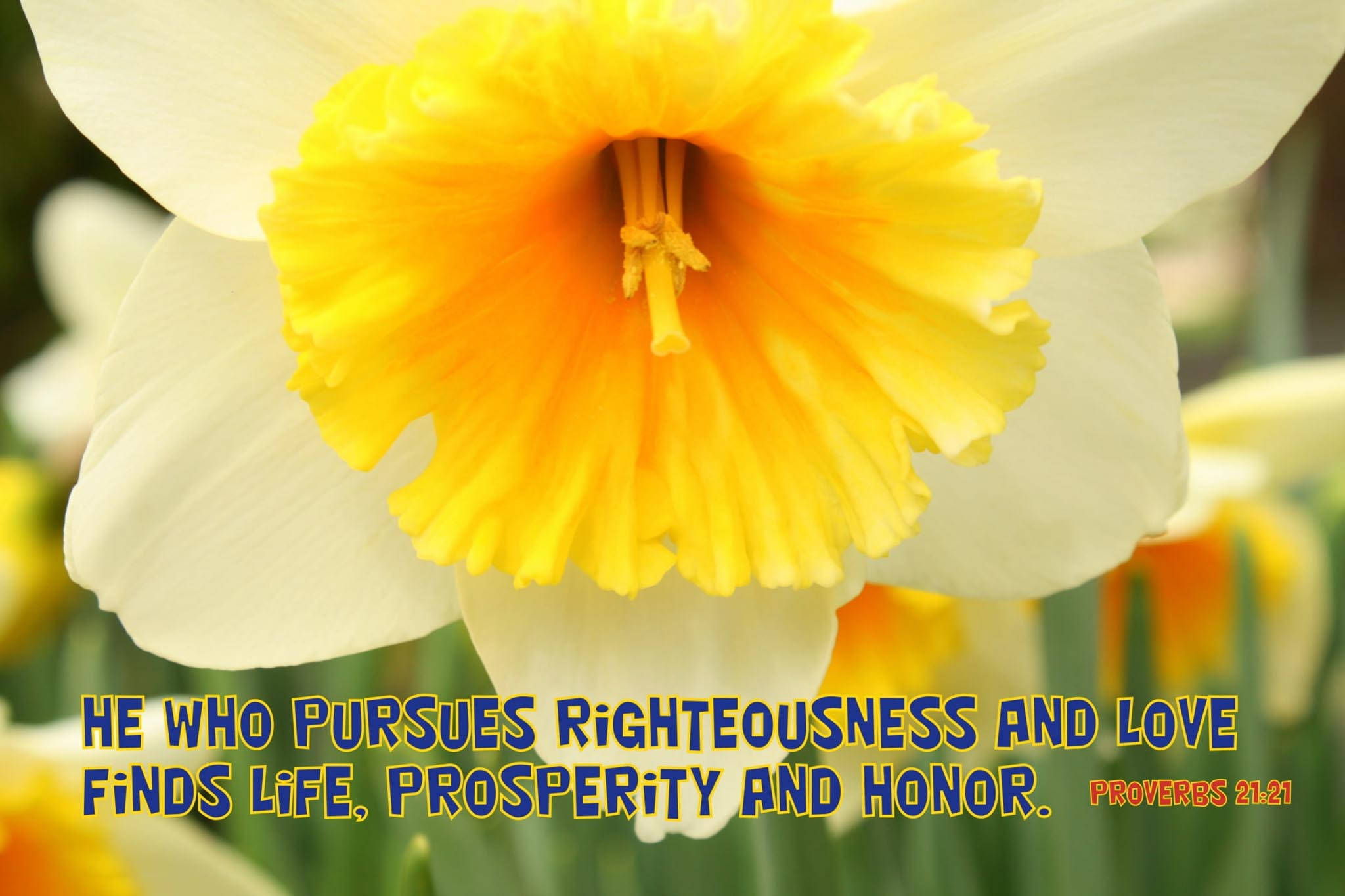 Bible Quotes 桌布 壁紙 — 一朵鮮豔的黃白水仙花特寫，文字疊加寫著「追求公義和慈愛的，就尋得生命、富足和尊榮 箴言 21:21」。