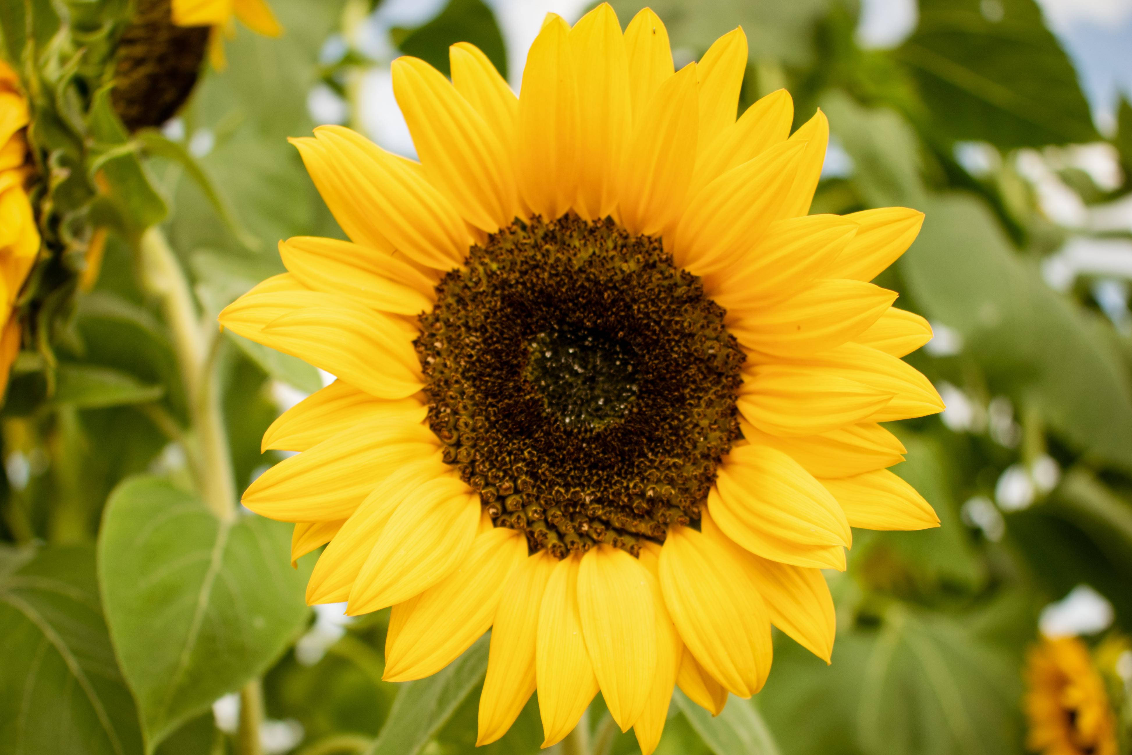 Sunflowers And Roses 桌布 壁紙 — 一朵鮮豔的黃色向日葵，帶有深色花心，在柔和的綠色葉子背景上，於明亮的日光下盛開。