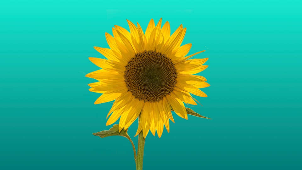 Sunflower Yellow Tumblr Aesthetic 桌布 壁紙 — 一朵鮮豔的黃色向日葵，帶有精細的花瓣和深色花心，矗立在純色青綠色漸變背景前。