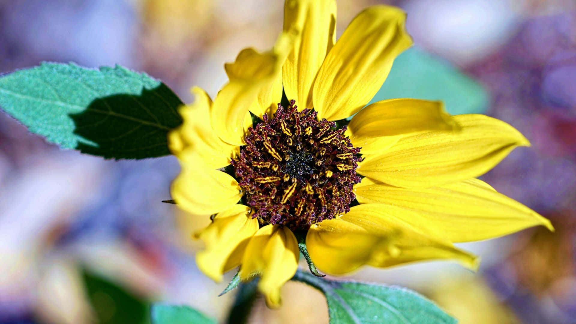 Sunflowers 桌布 壁紙 — 一朵鮮豔的黃色向日葵，帶有詳細的深色中心和綠色葉子，在柔和模糊的彩色背景上脫穎而出。