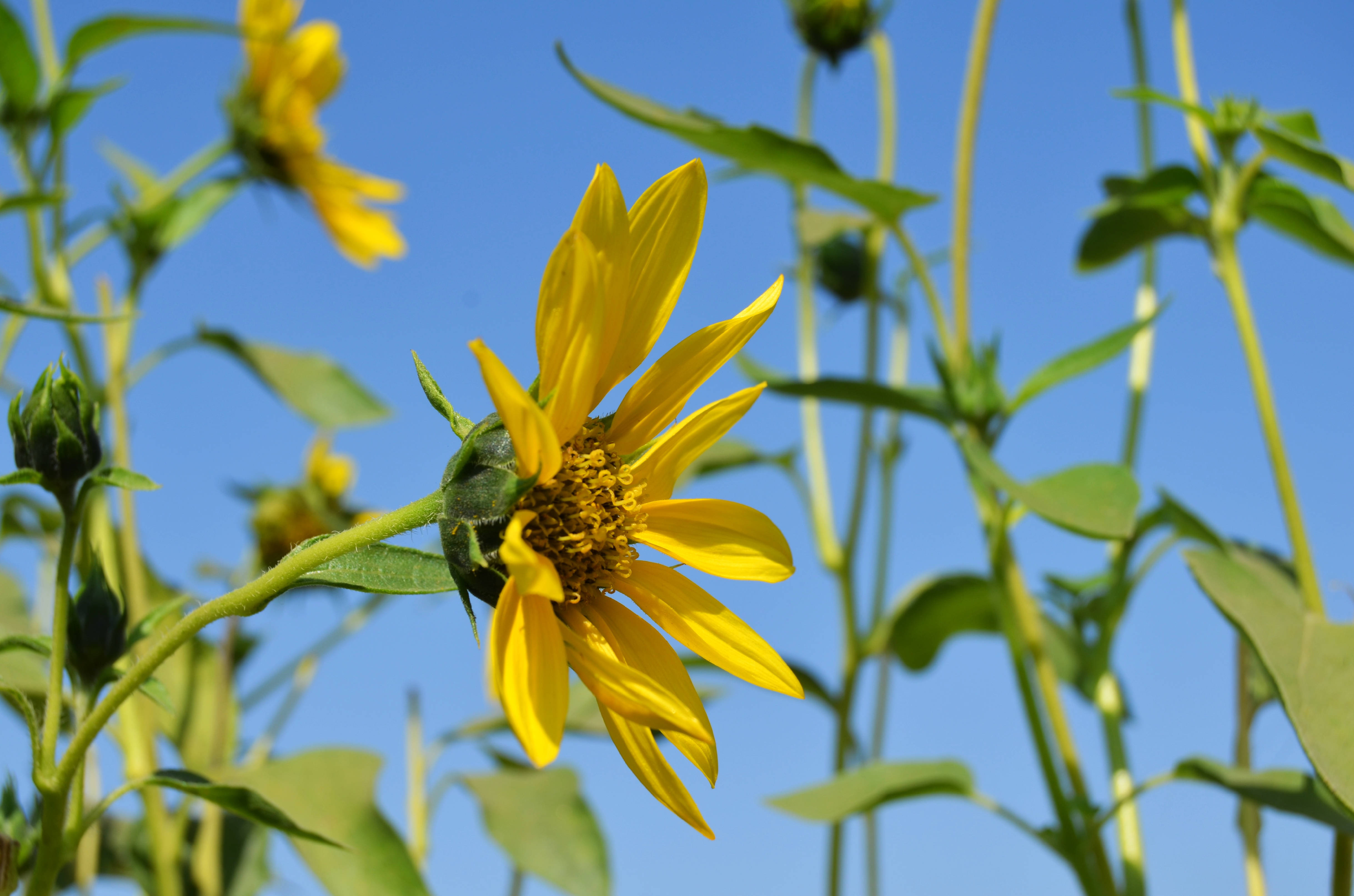 Sunflower Aesthetic 桌布 壁紙 — 一朵鮮豔的黃色向日葵在晴朗的藍天下盛開，帶有柔焦的綠色莖葉。