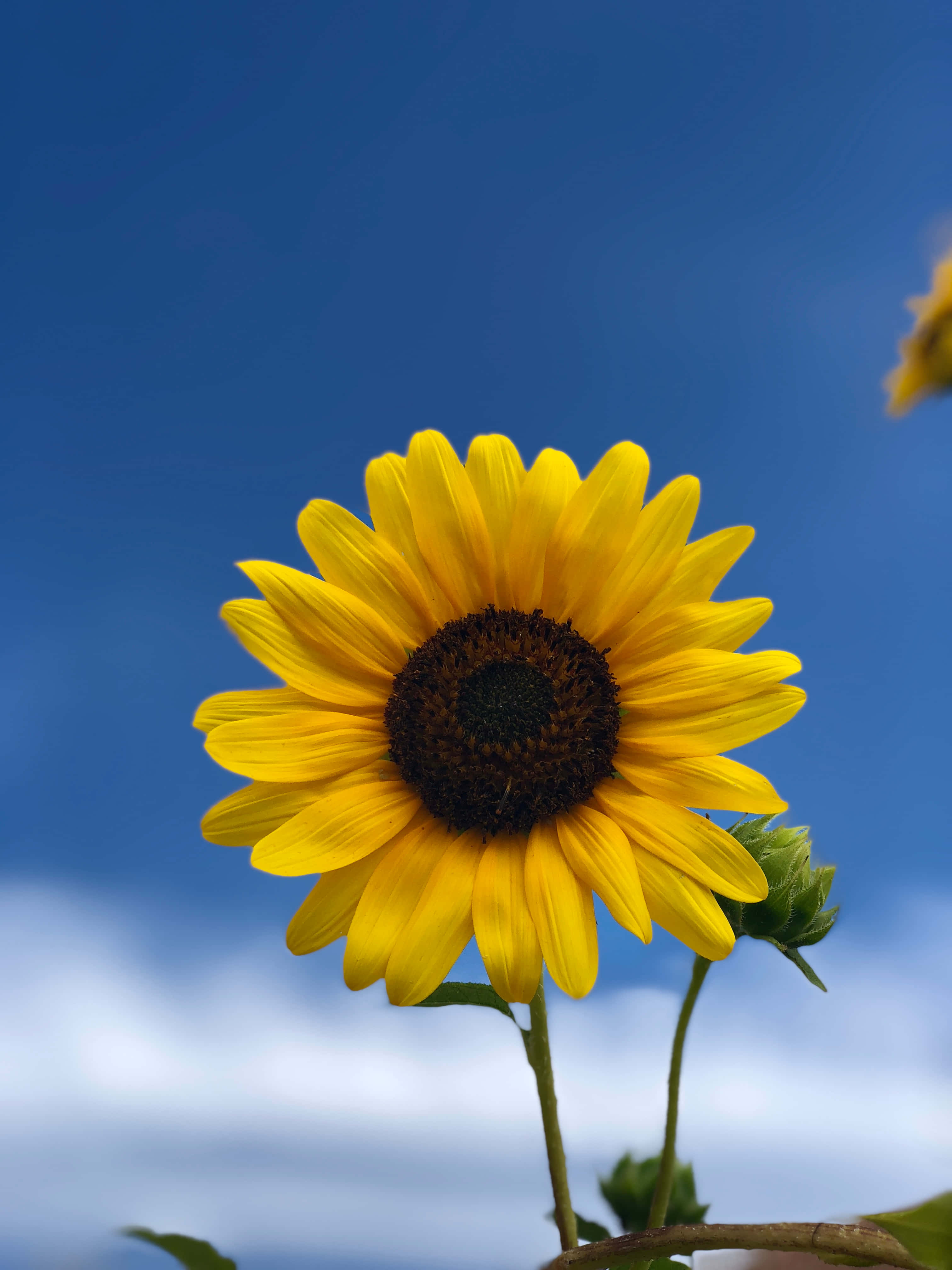 Sunflower Phone 桌布 壁紙 — 一朵鮮豔的黃色向日葵在晴朗的藍天和柔軟的白雲中綻放。