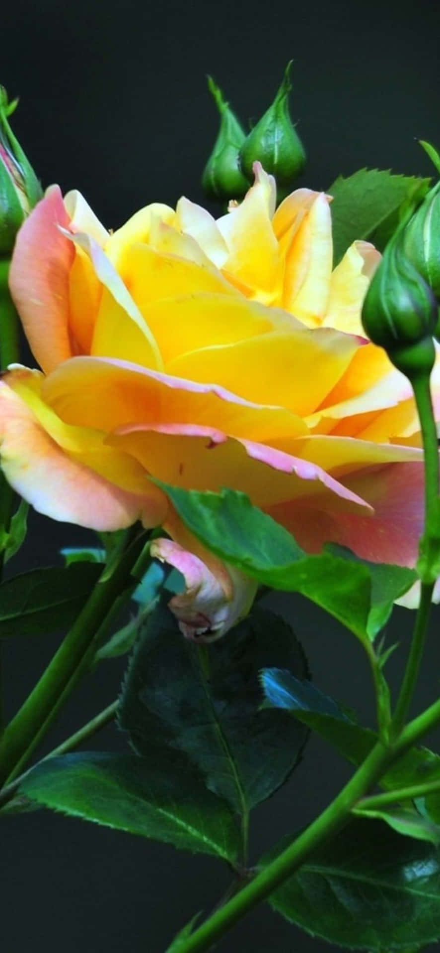 一朵黃色和粉紅色的玫瑰，帶有綠色花蕾和葉子，在深色背景上。 — Google pixel 壁紙