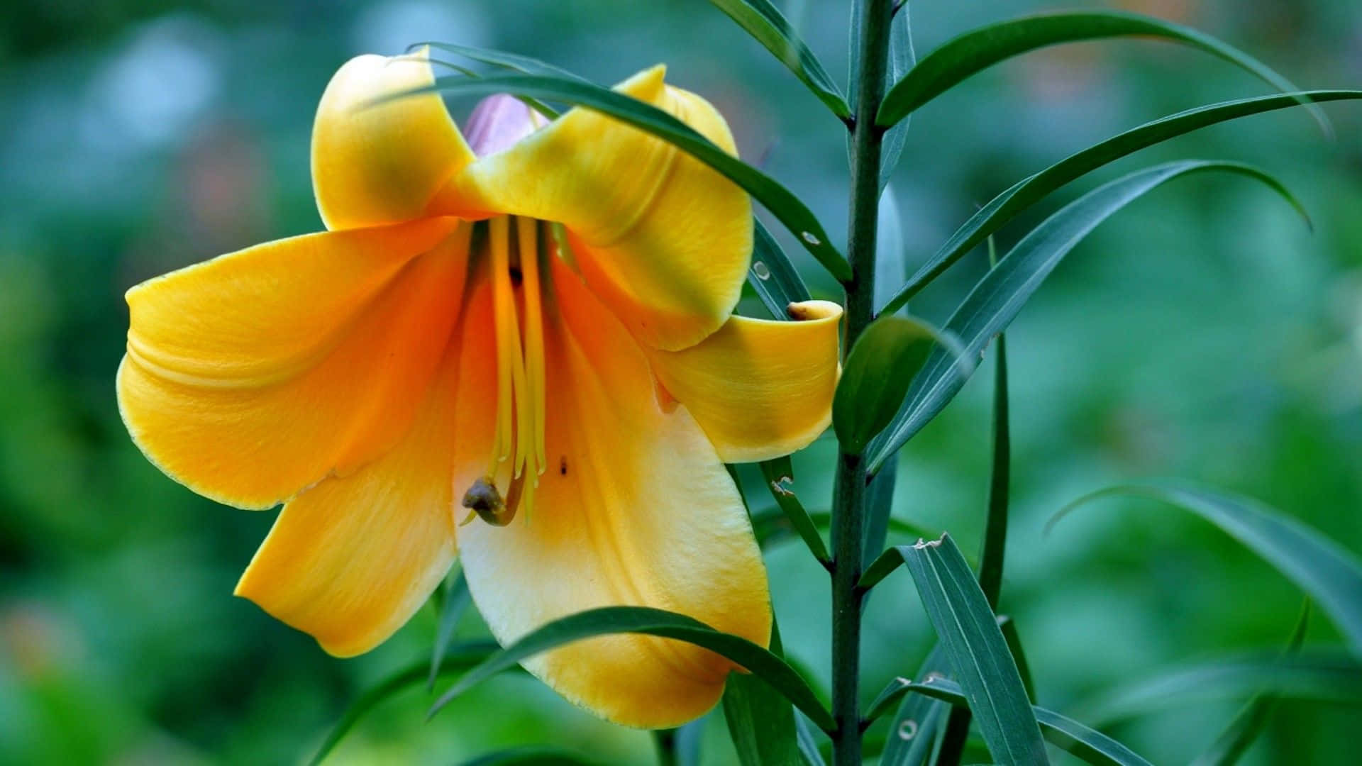 lily 桌布 壁紙 — 一朵鮮豔的黃色百合花在柔和的綠色樹葉背景下優雅地綻放，花瓣精緻，葉子纖細。