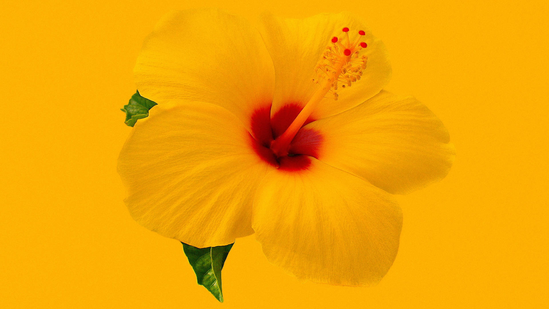 Hibiscus 桌布 壁紙 — 一朵鮮豔的黃色芙蓉花，帶有深紅色花心，在純金色黃色背景上盛開。