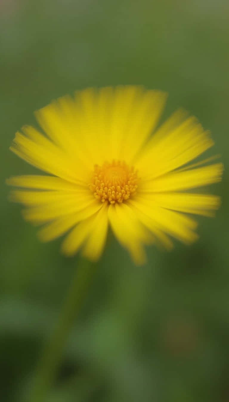 Flower 壁紙 — 一朵鮮豔的黃色花朵，帶有模糊的花瓣，在柔和的綠色背景上脫穎而出。
