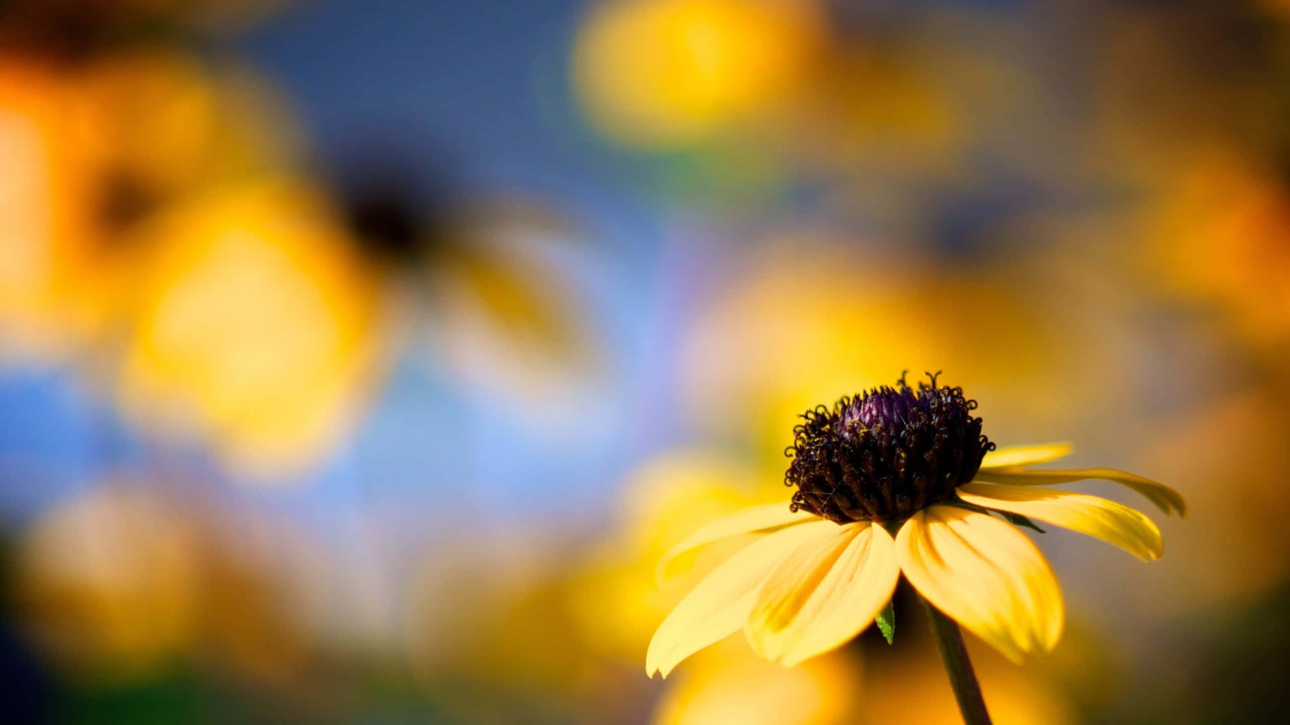 Yellow Coneflower 桌布 壁紙 — 一朵鮮豔的黃色花朵，帶有深色花心，在藍天和金色花朵的柔和模糊背景下清晰對焦。