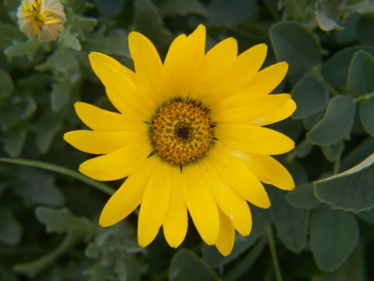 Daisy Flower 桌布 壁紙 — 一朵鮮豔的黃色雛菊，帶有紋理的橙色中心，在柔軟的綠色葉子背景下燦爛綻放。