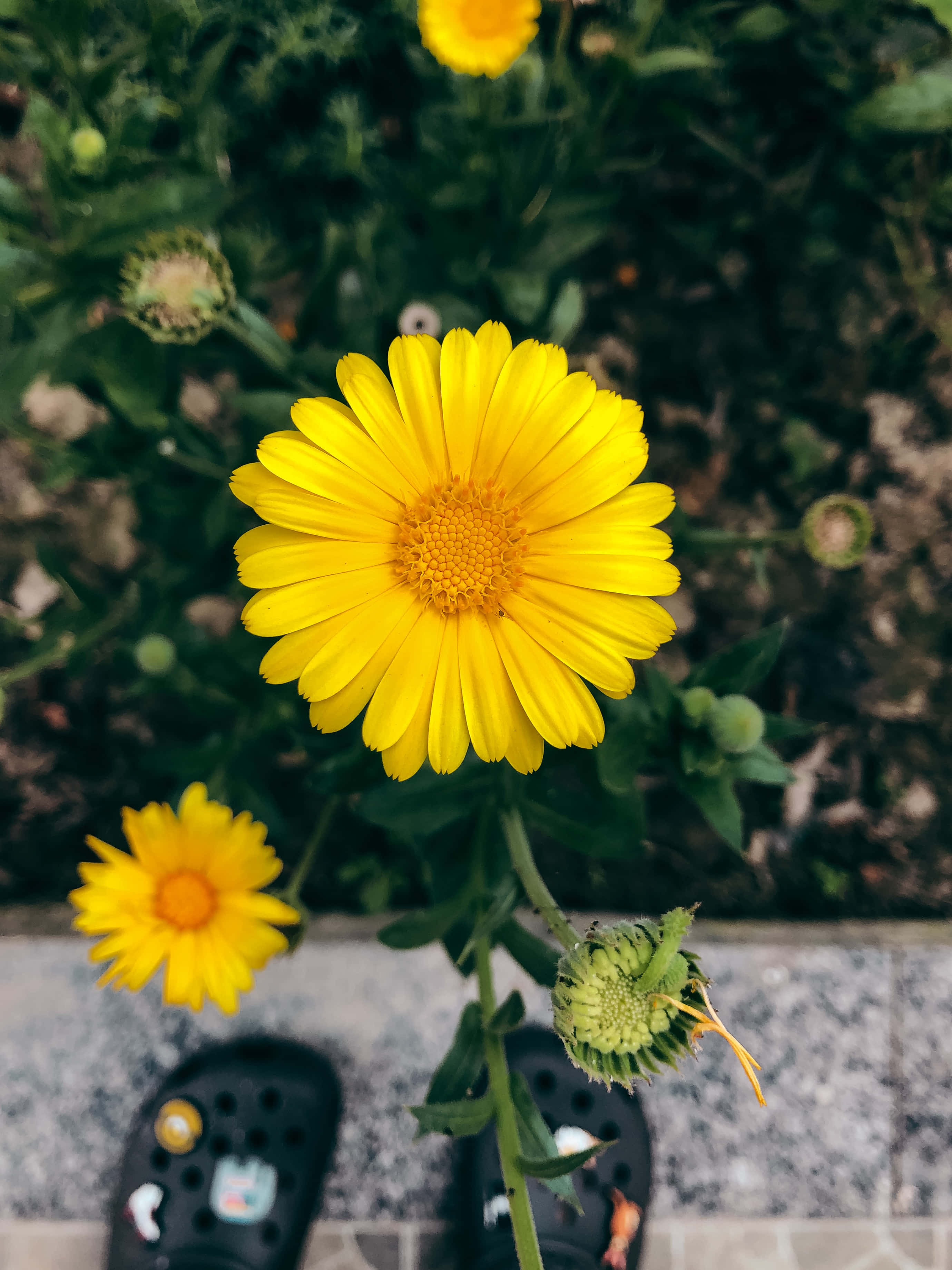 Yellow Daisy 桌布 壁紙 — 一朵鮮豔的黃色雛菊在柔和模糊的綠色花園背景下明亮綻放，下方可見一個人的黑色木屐。
