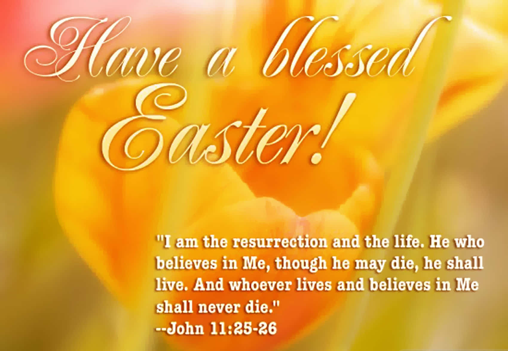 Religious Easter 桌布 壁紙 — 一朵鮮豔的黃色鬱金香在優雅的手寫文字後方輕輕綻放，以約翰福音11:25-26的聖經經文祝福復活節。