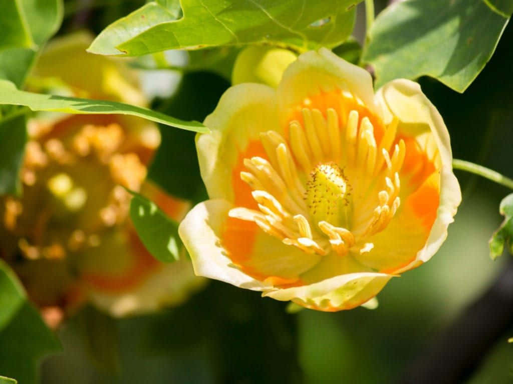 Tulip Tree 桌布 壁紙 — 一朵鮮豔的黃色鬱金香樹花在明亮的陽光下，襯著茂密的綠葉，帶有橙色點綴盛開。