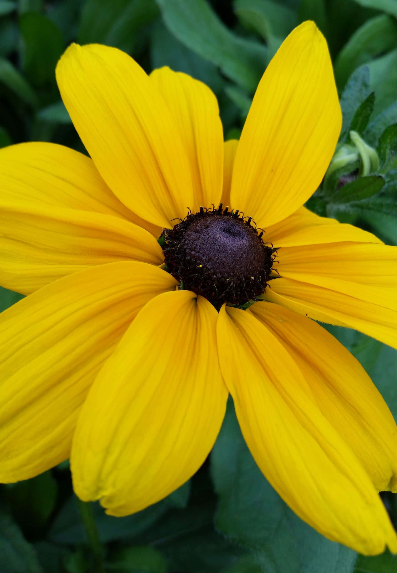 Black Eyed Susan 桌布 壁紙 — 一朵鮮豔的黃色黑眼蘇珊花在柔和焦點的綠色樹葉背景中綻放。