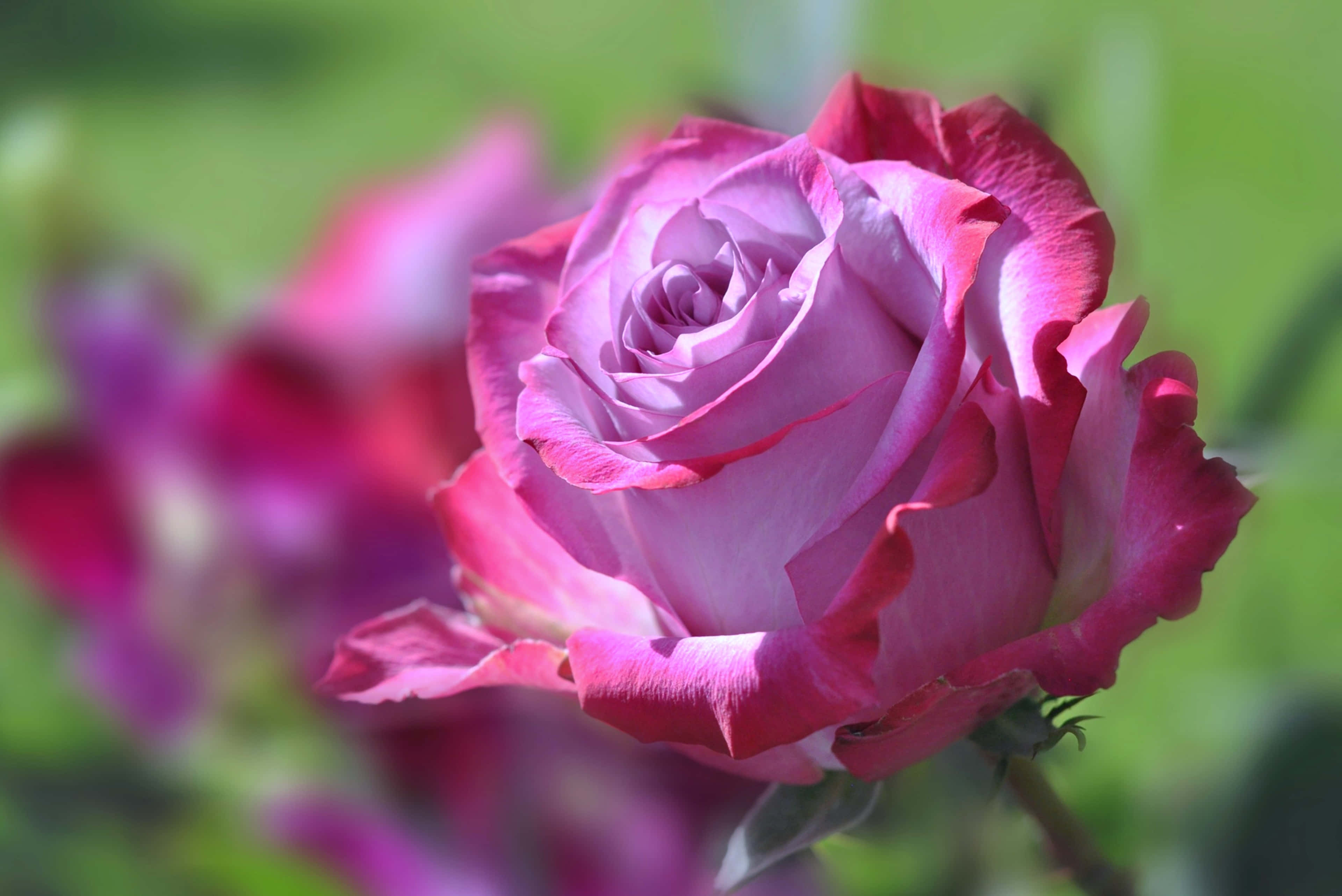 Beautiful Rose 桌布 壁紙 — 一朵鮮豔粉紅玫瑰的特寫，帶有精緻層層疊疊的花瓣，在柔和日光下閃耀，背景是模糊的綠色花園。