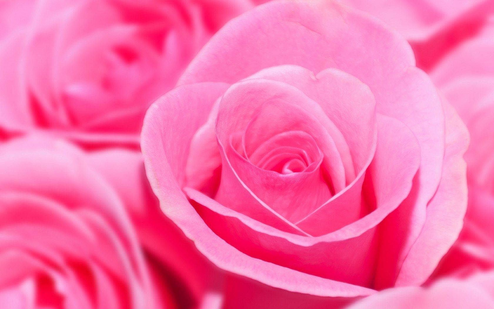 Roses 桌布 壁紙 — 一朵鮮豔粉紅玫瑰的特寫，柔軟花瓣以細膩層次展開，背景是模糊的花卉。