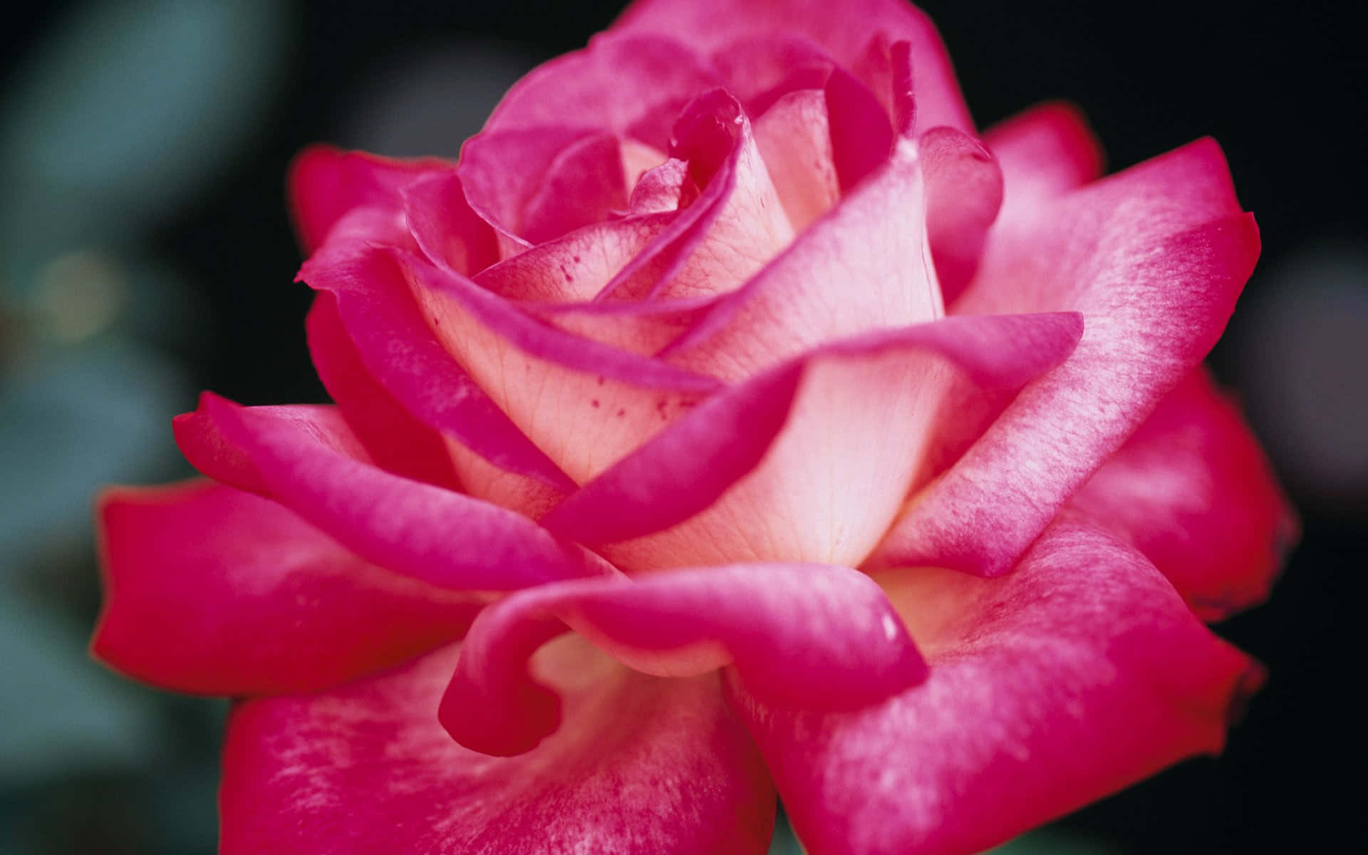 HD Rose 桌布 壁紙 — 一朵鮮豔粉紅玫瑰的特寫，花瓣層層疊疊，細緻優雅，柔和光線突顯其質感，背景為深色模糊效果。