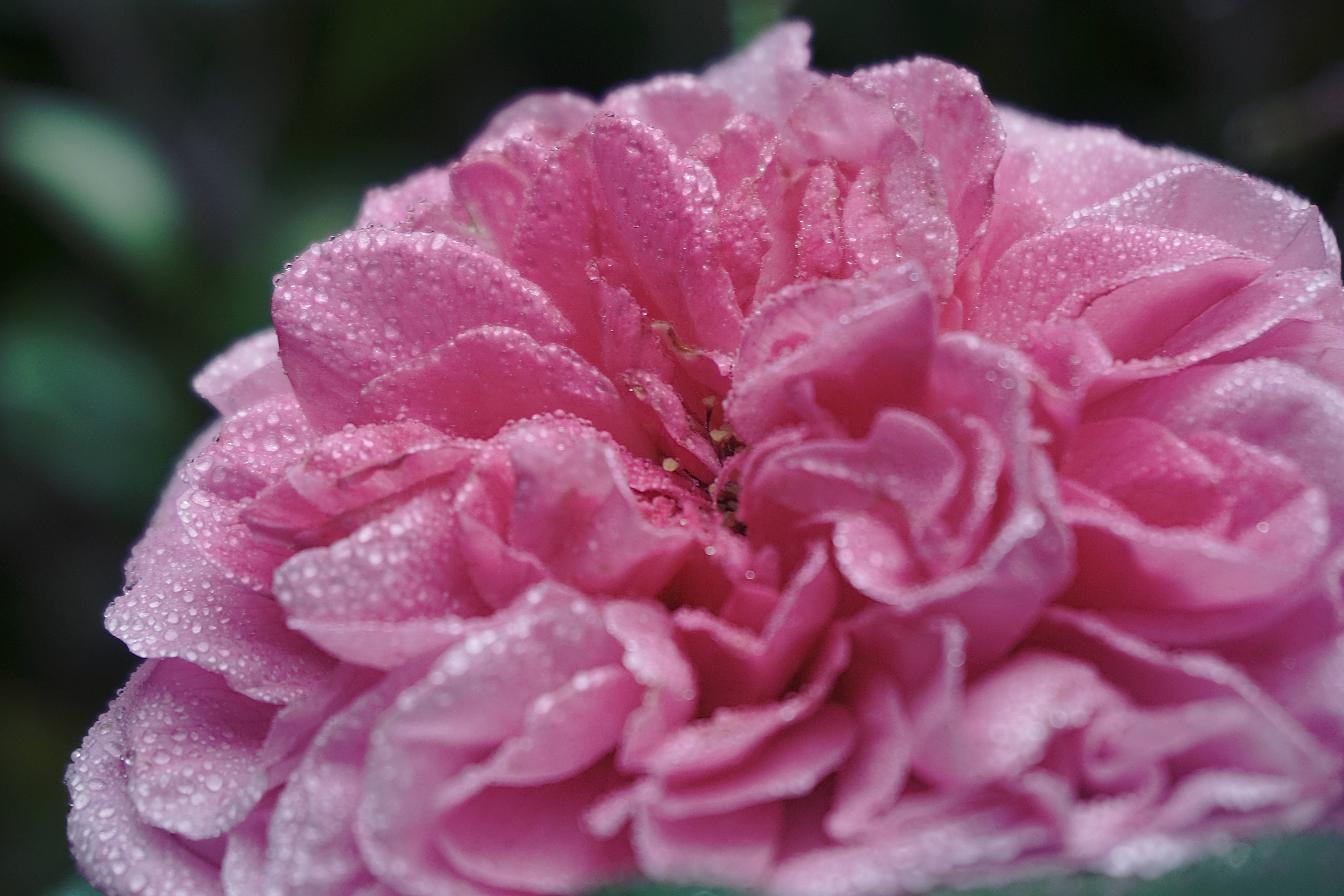Aesthetic Rose 桌布 壁紙 — 一朵鮮豔粉紅玫瑰的特寫，露珠在其層層疊疊的花瓣上閃閃發光，背景是模糊的綠色。
