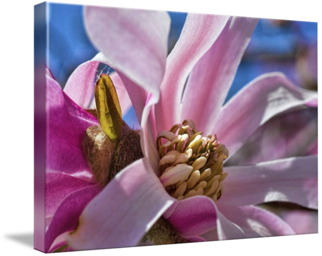 木蘭 桌布 壁紙 — 一朵鮮豔粉紅色木蘭花的特寫，花瓣精緻，花心細節豐富，背景是模糊的藍天。