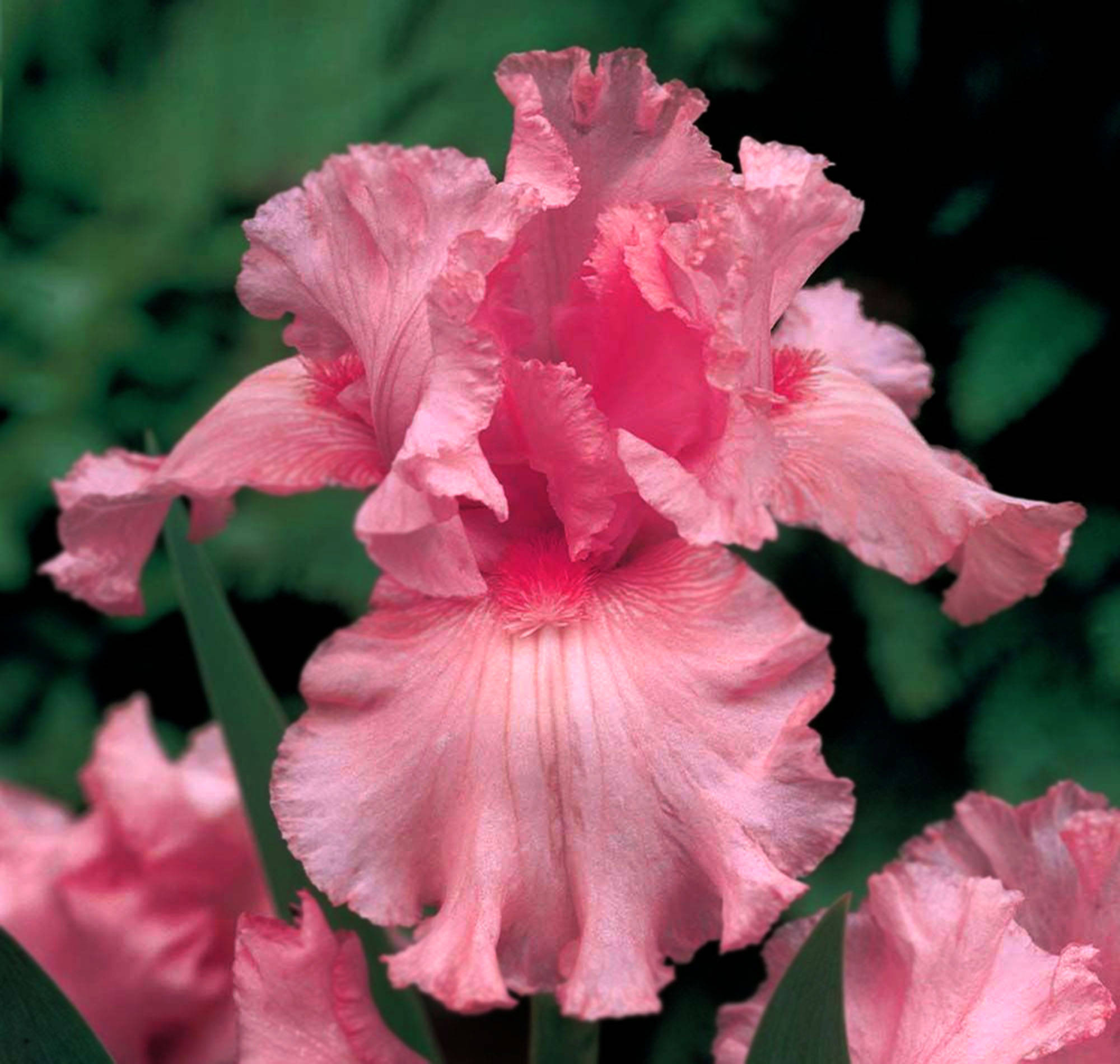 Iris 桌布 壁紙 — 一朵鮮豔粉紅色鳶尾花的特寫，帶有皺褶花瓣和深綠色葉子，背景柔和模糊。