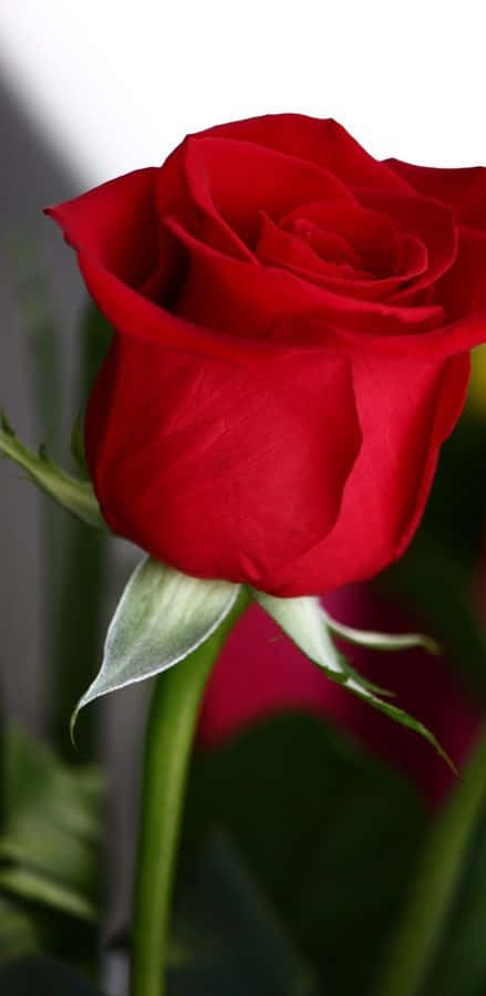Single Rose 桌布 壁紙 — 一朵鮮豔紅玫瑰的特寫，帶有天鵝絨般的花瓣和綠色莖，背景柔和模糊。
