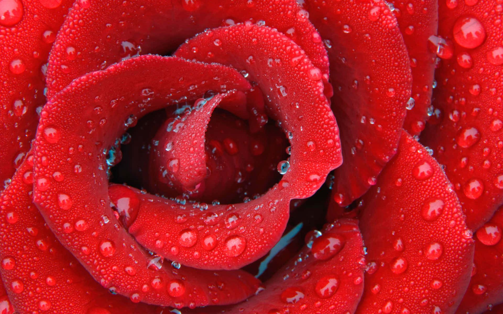 Valentines Day Roses 桌布 壁紙 — 一朵鮮豔紅玫瑰的特寫，閃爍的水珠依附在其天鵝絨般的花瓣上。