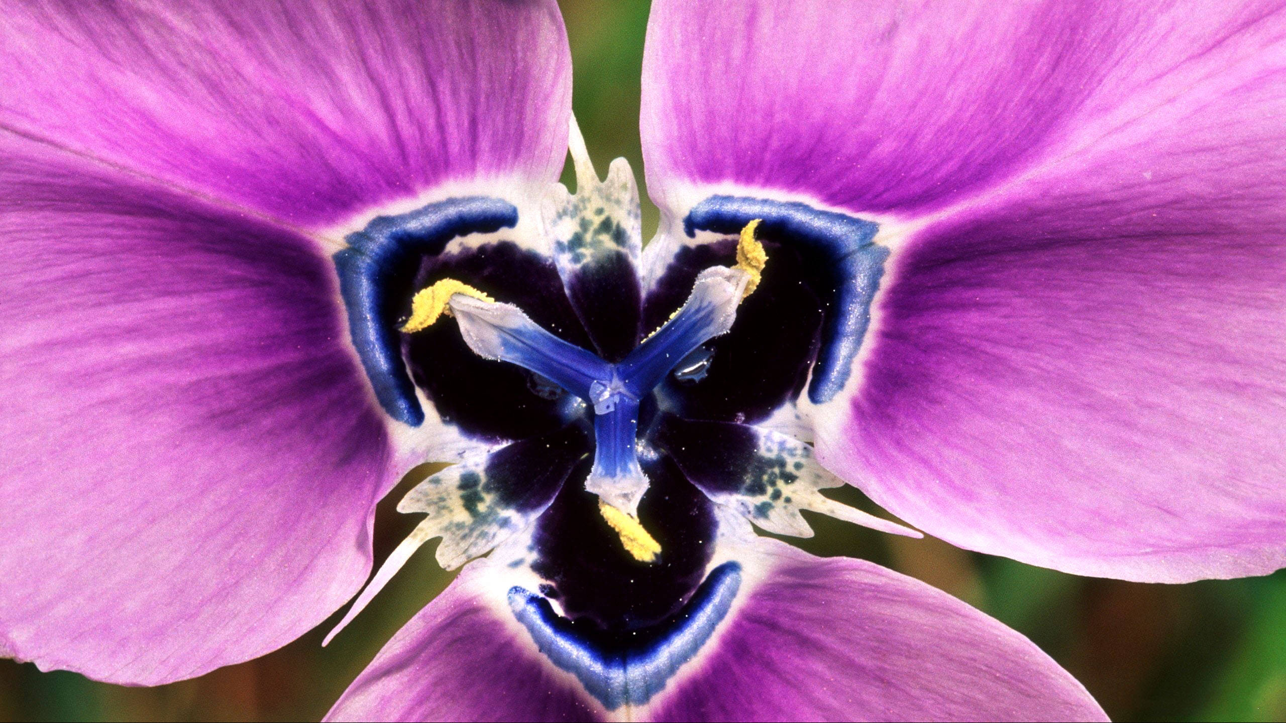 Iris 桌布 壁紙 — 一朵鮮豔紫色花朵的特寫，帶有深藍色和黃色的花心，背景是柔和的綠色。