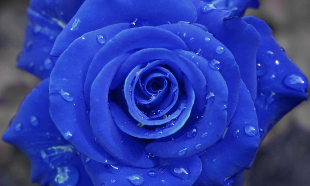 1280x768 Rose 桌布 壁紙 — 一朵鮮豔藍玫瑰的特寫，天鵝絨般的花瓣上閃爍著晶瑩的水珠。
