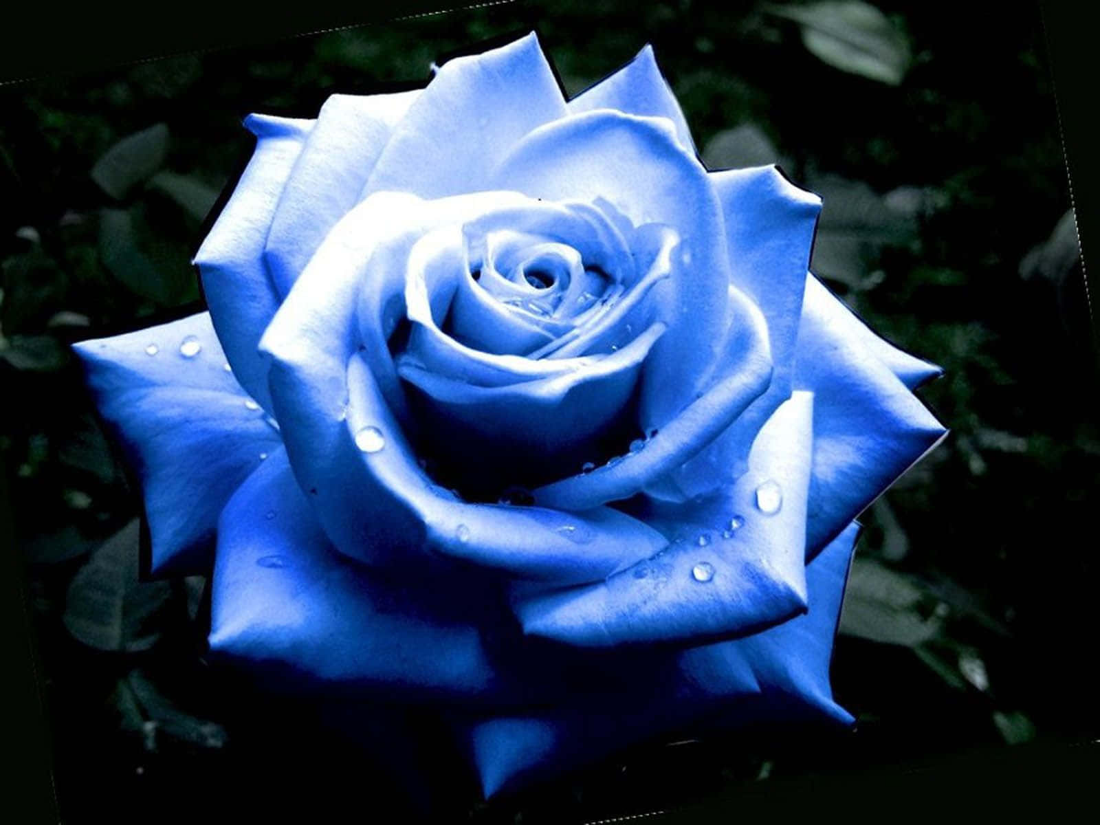 Rose Flower 桌布 壁紙 — 一朵鮮豔藍玫瑰的特寫，花瓣上閃爍著露珠，背景是黑暗模糊的。