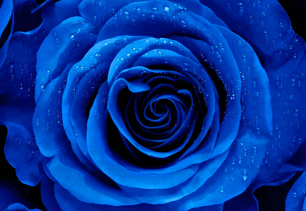 Rose Flower 桌布 壁紙 — 一朵鮮豔藍玫瑰的特寫，螺旋狀花瓣上閃爍著露珠，背景為深色。