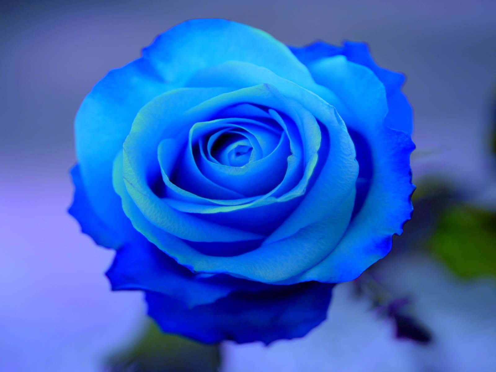 Rose Flower 桌布 壁紙 — 一朵鮮豔藍色玫瑰的特寫，花瓣層層疊疊，在柔和光線下閃耀，背景是模糊的紫色。