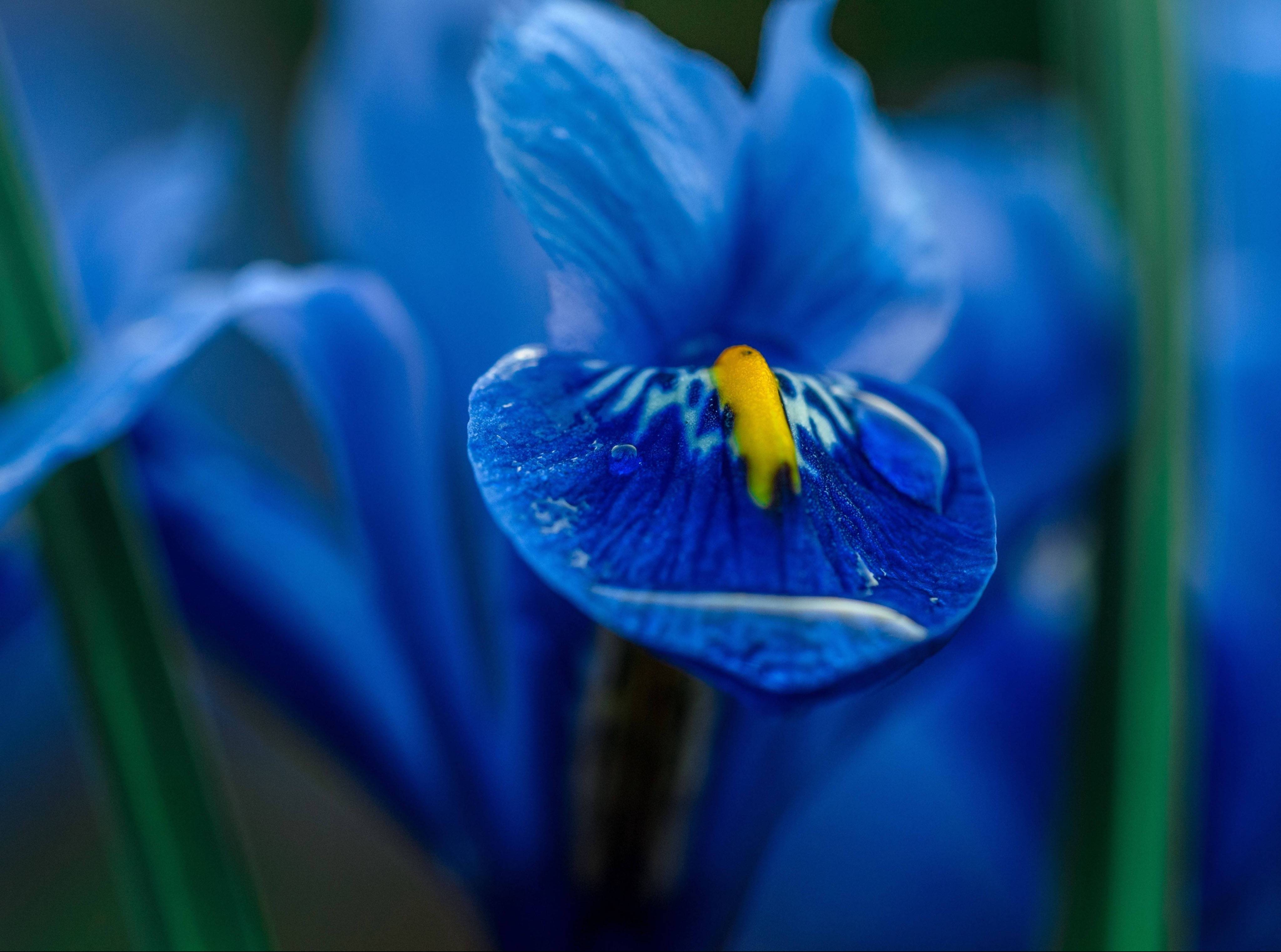 Iris 桌布 壁紙 — 一朵鮮豔藍色鳶尾花的特寫，帶有黃色中心和白色脈絡，背景為模糊的綠色。